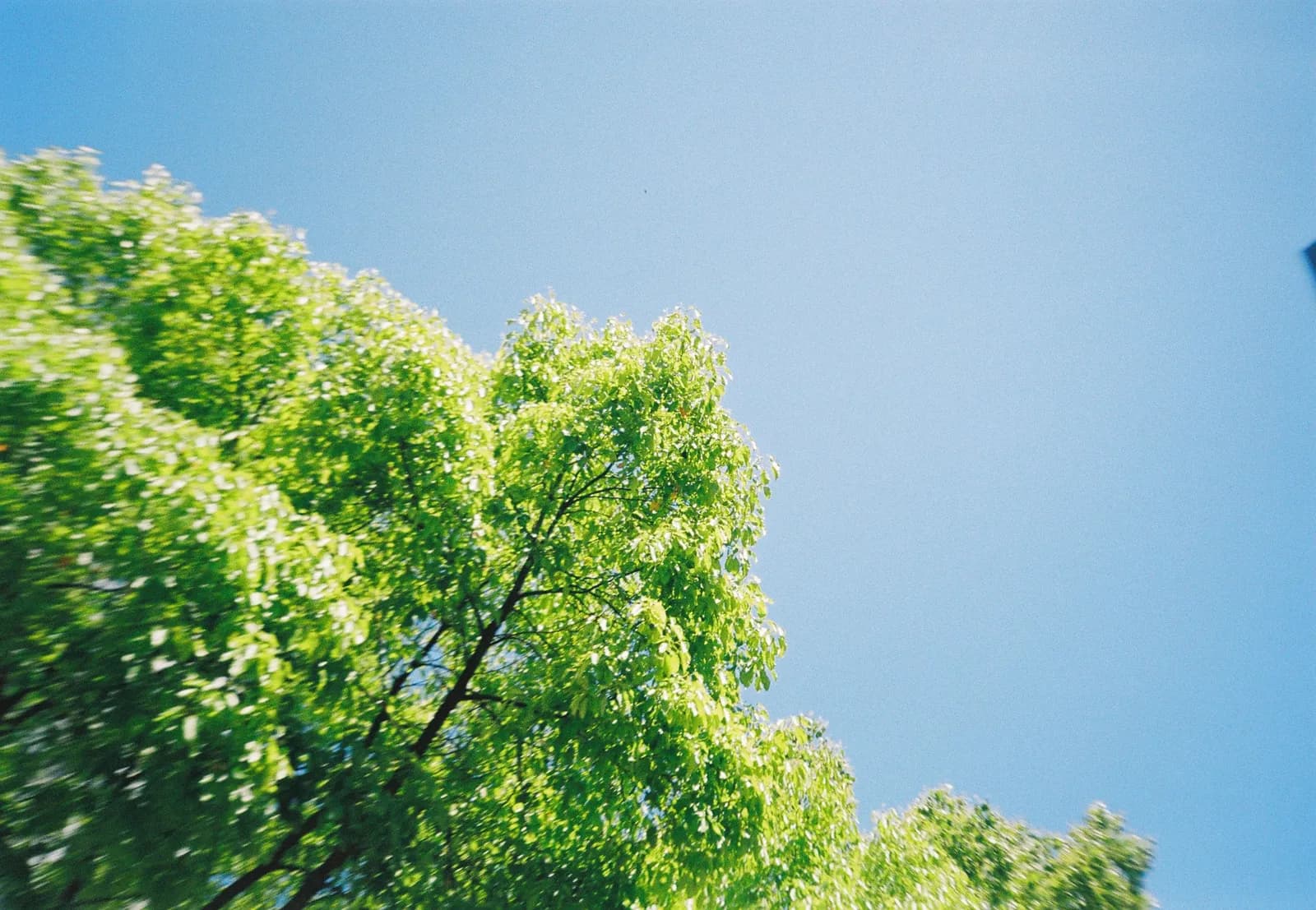 Film photograph shot on Kodak Gold 200 with an Olympus Mju-I by CJ Liu