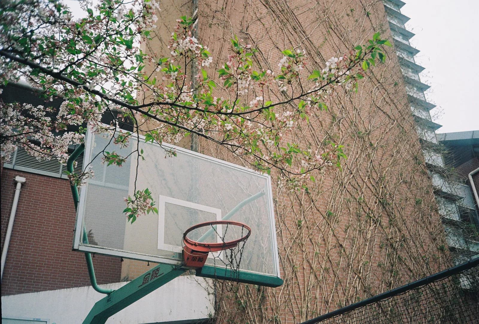 Film photograph shot on Kodak Gold 200 with an Olympus Mju-I by CJ Liu