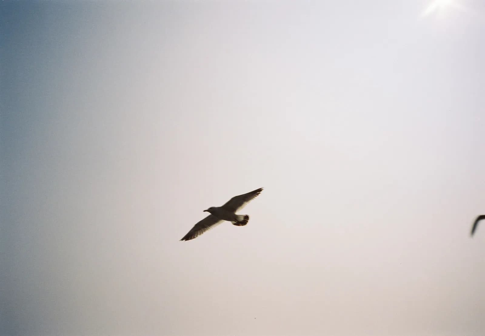 Film photograph shot on Kodak Vision3 250D with an Olympus Mju-I by CJ Liu