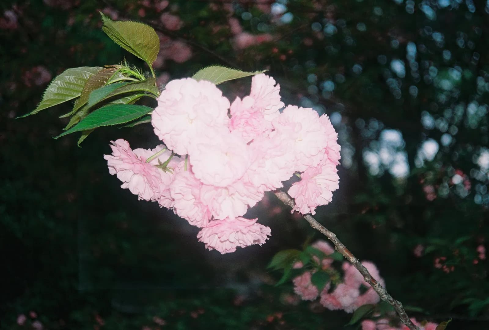 Film photograph shot on Kodak Gold 200 with an Olympus Mju-I by CJ Liu