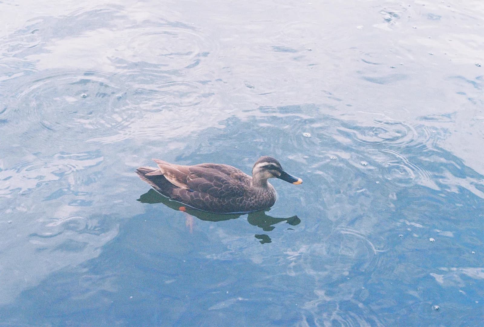 Film photograph shot on Kodak UltraMax 400 with a Canon AE-1 Program by Zigao Wang