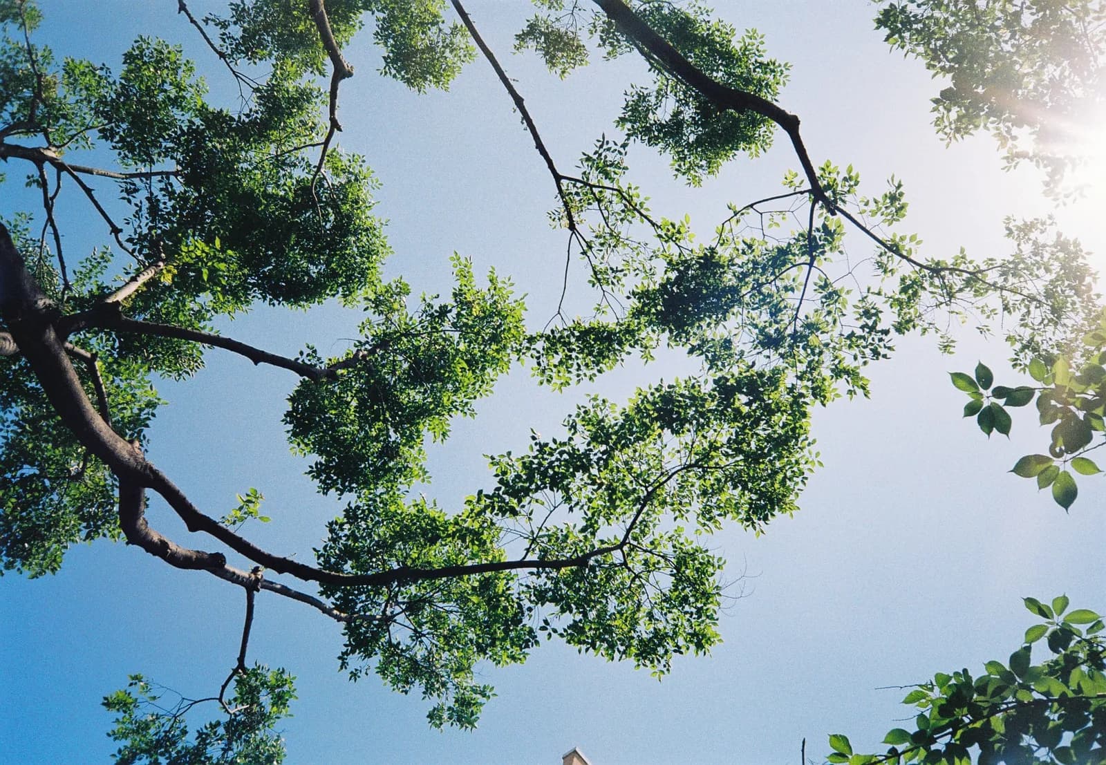 Film photograph shot on Kodak Gold 200 with an Olympus Mju-I by CJ Liu