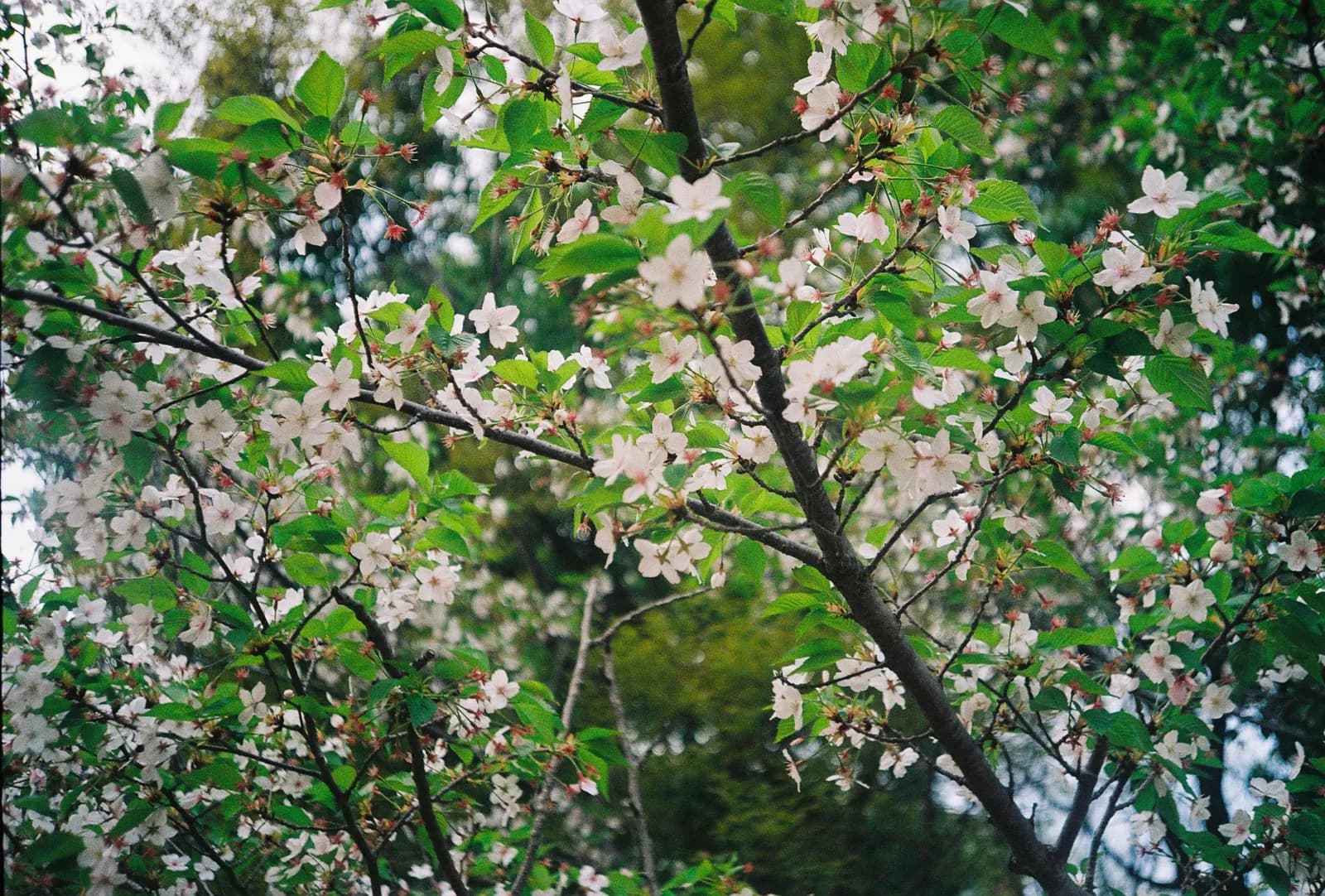 Film photograph shot on Kodak Gold 200 with an Olympus Mju-I by CJ Liu
