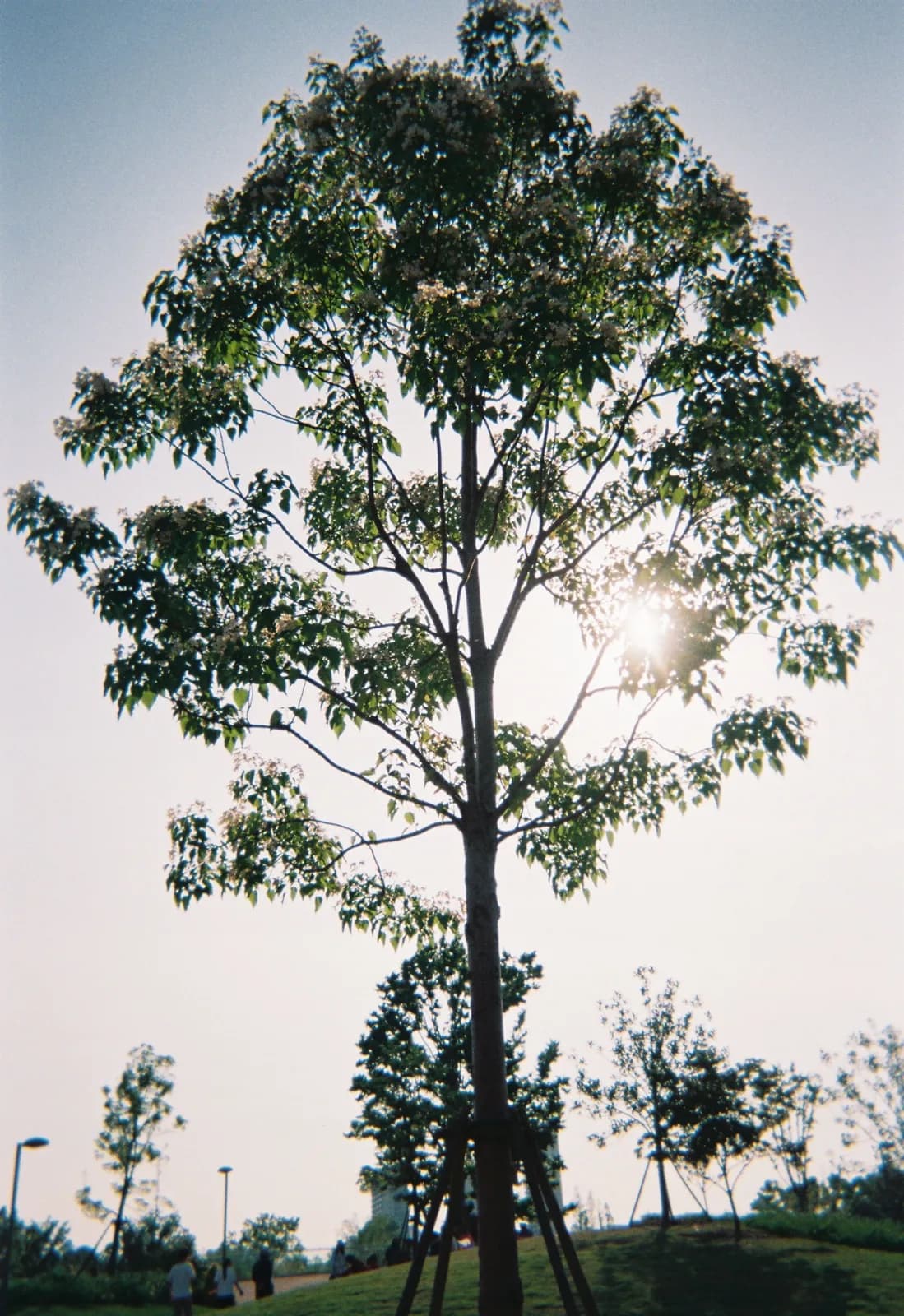 Film photograph by Selina Xu