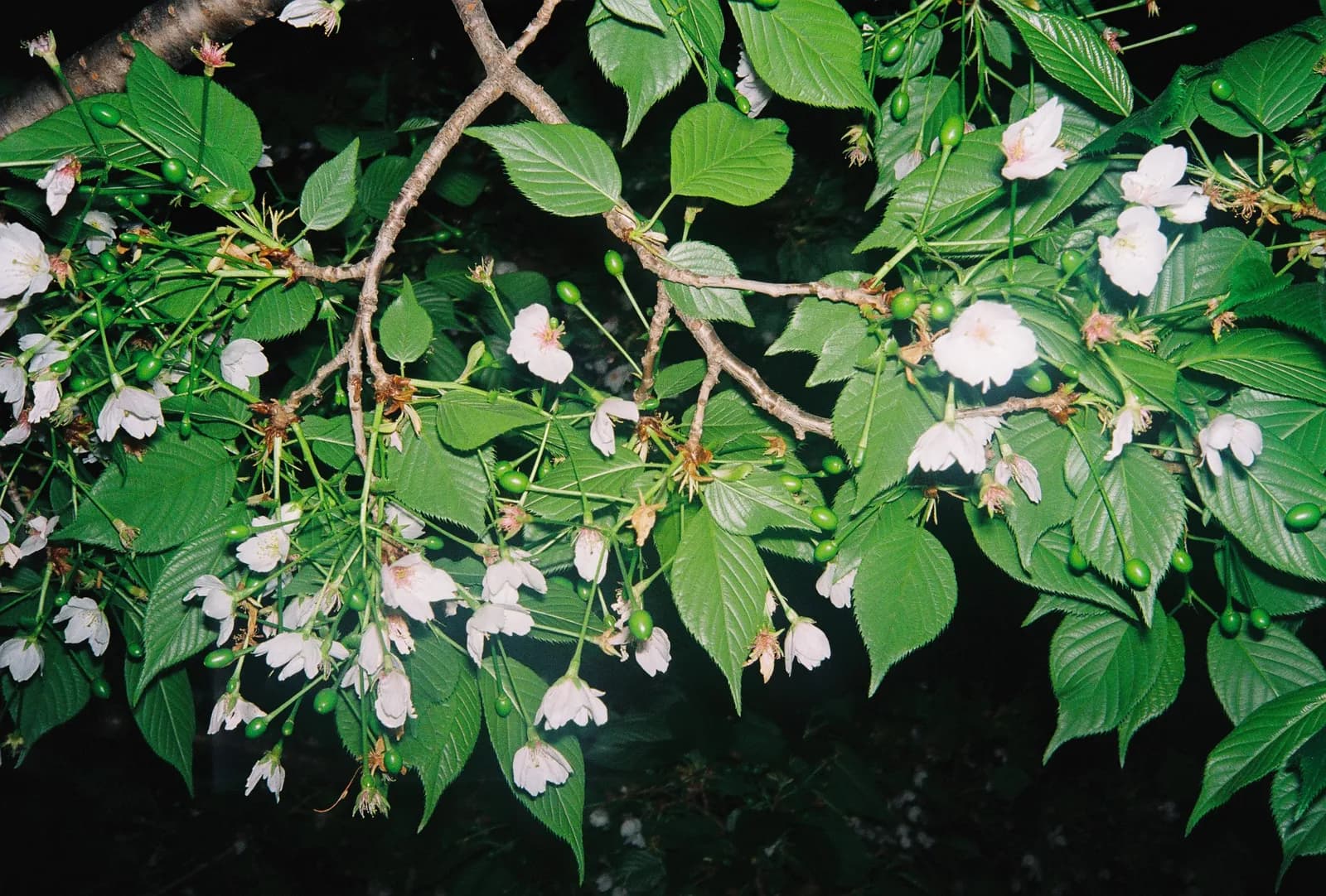 Film photograph shot on Kodak Gold 200 with an Olympus Mju-I by CJ Liu