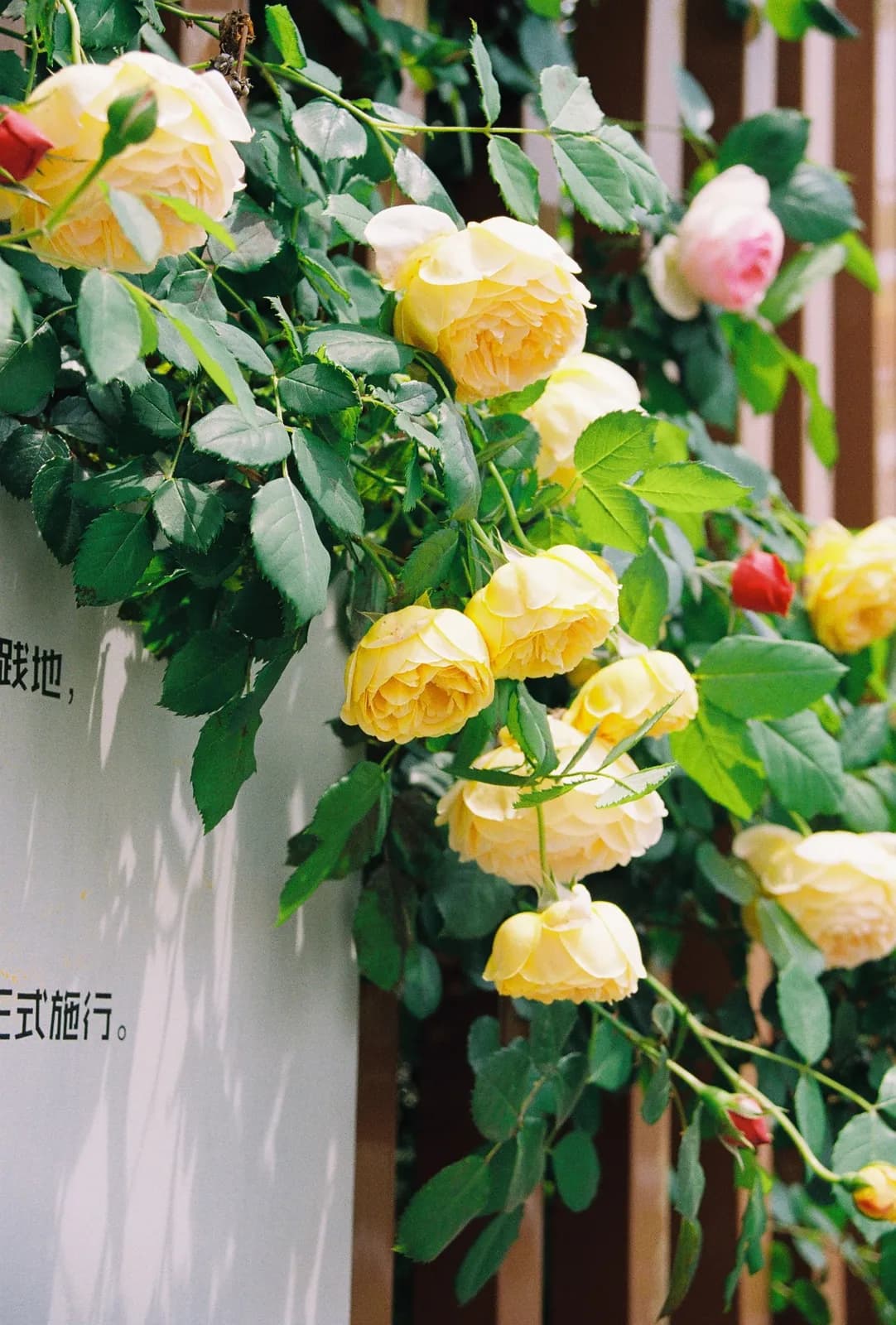 Film photograph shot on Kodak ColorPlus 200 with a Canon AE-1 Program by CJ Liu
