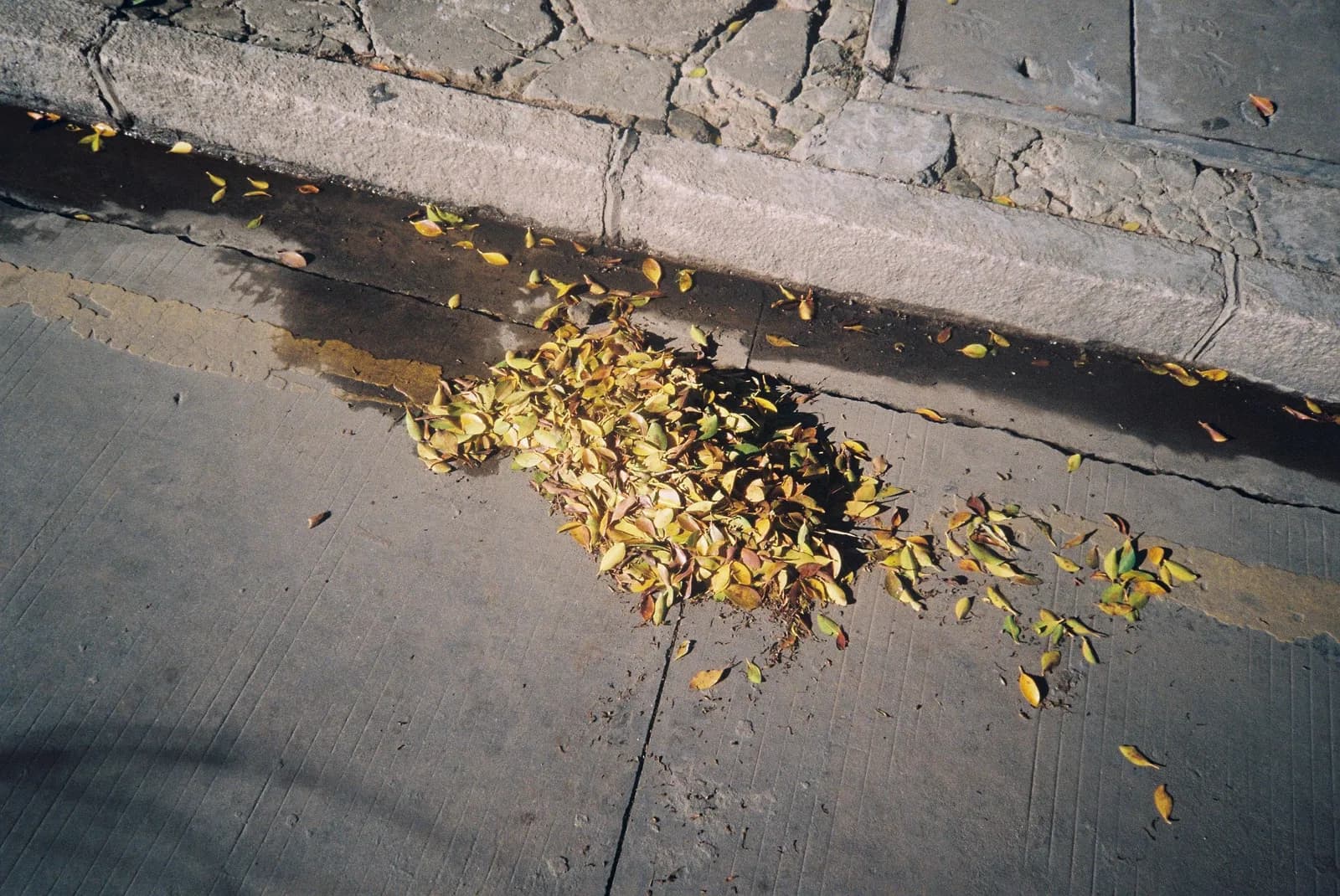 Film photograph shot on Kodak UltraMax 400 with a Kodak Cameo Auto Focus QD by Barry Shawn
