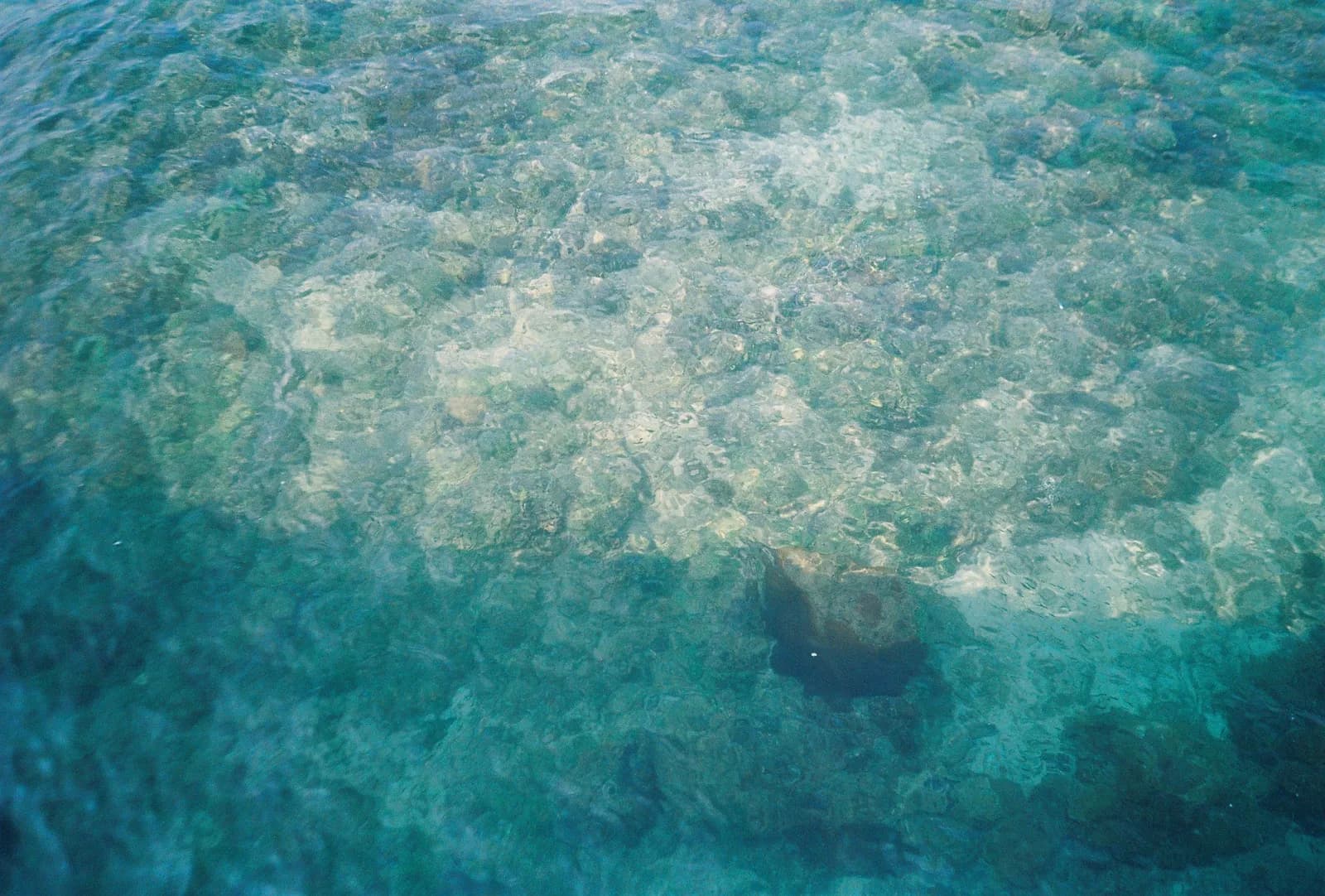 Film photograph shot on Kodak Gold 200 with an Olympus Mju-I by CJ Liu