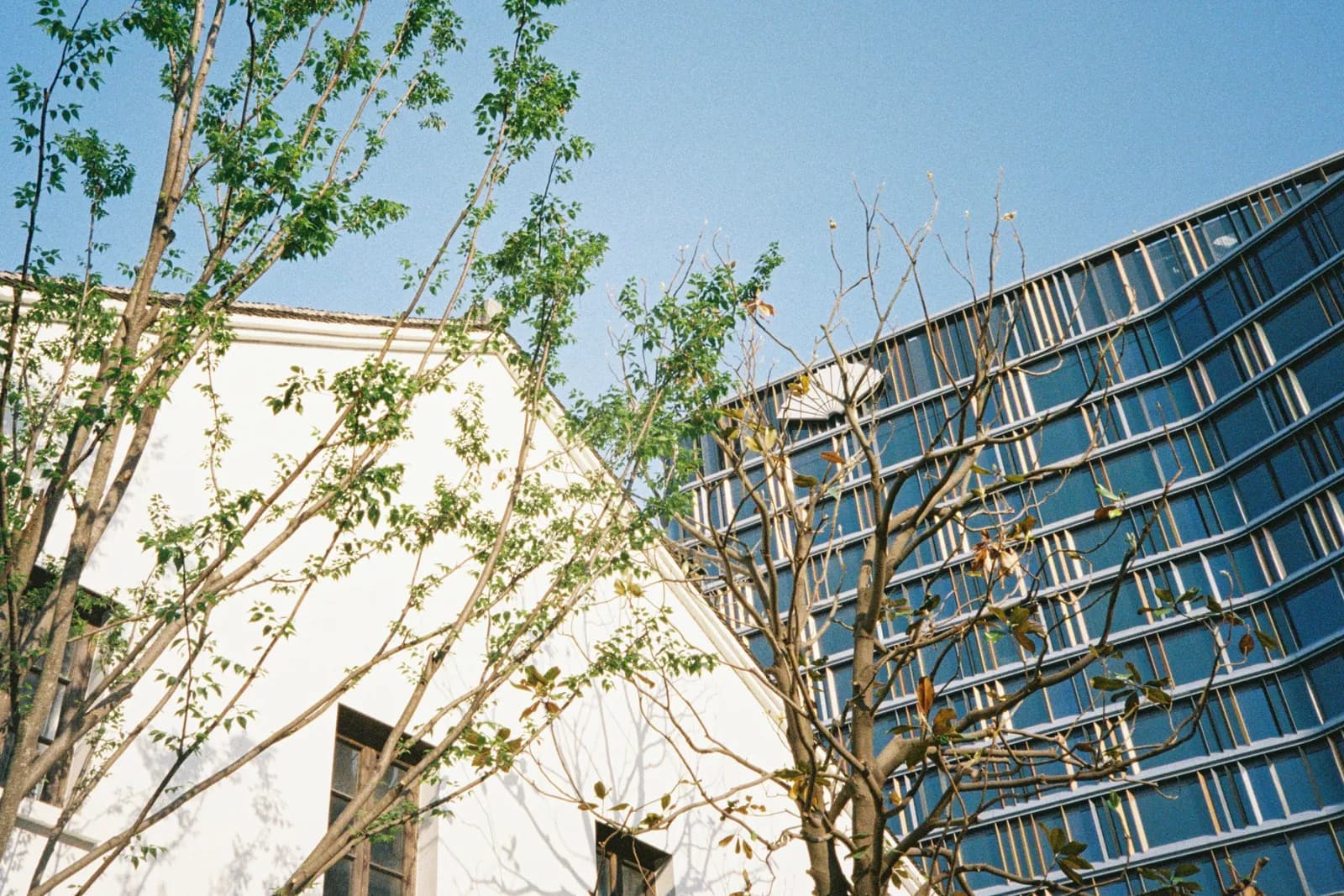 Film photograph shot on Kodak UltraMax 400 with a Canon Autoboy FXL by Febe Mo