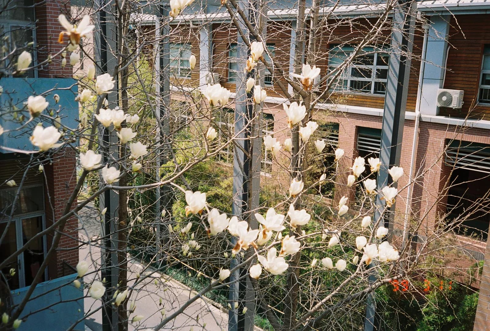Film photograph shot on Ilford Ilfocolor Vivid 400 with an Olympus Mju-I by CJ Liu