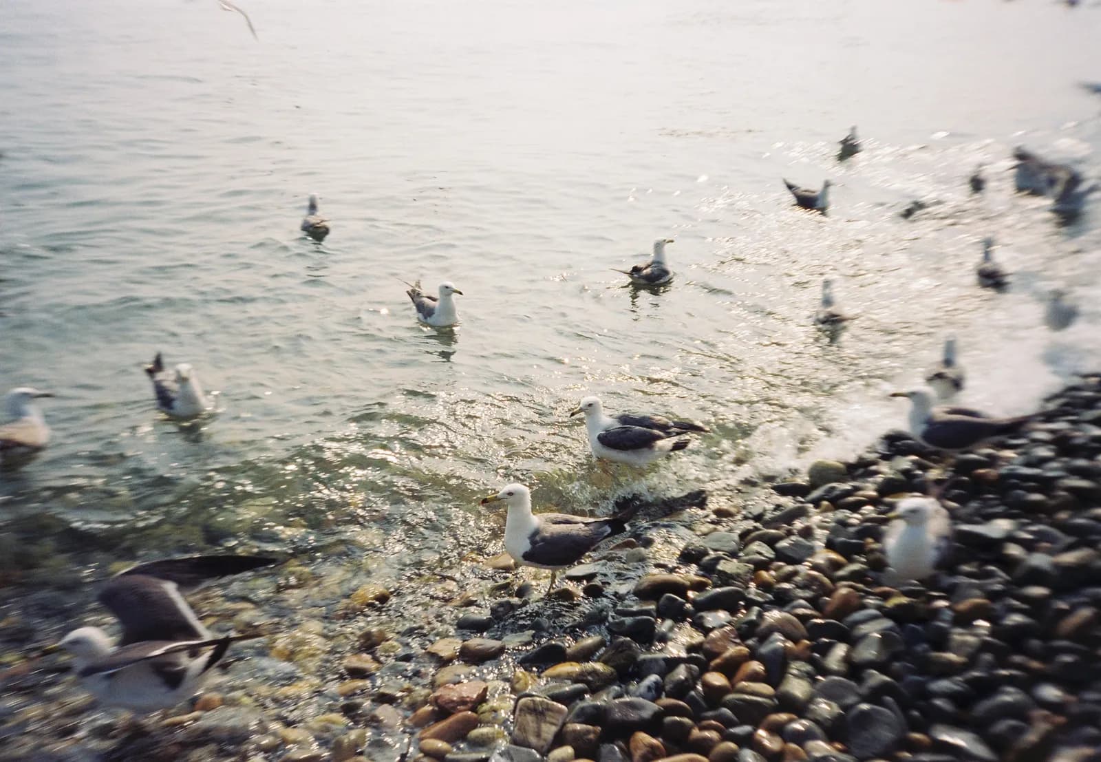 Film photograph shot on Kodak Vision3 250D with an Olympus Mju-I by CJ Liu