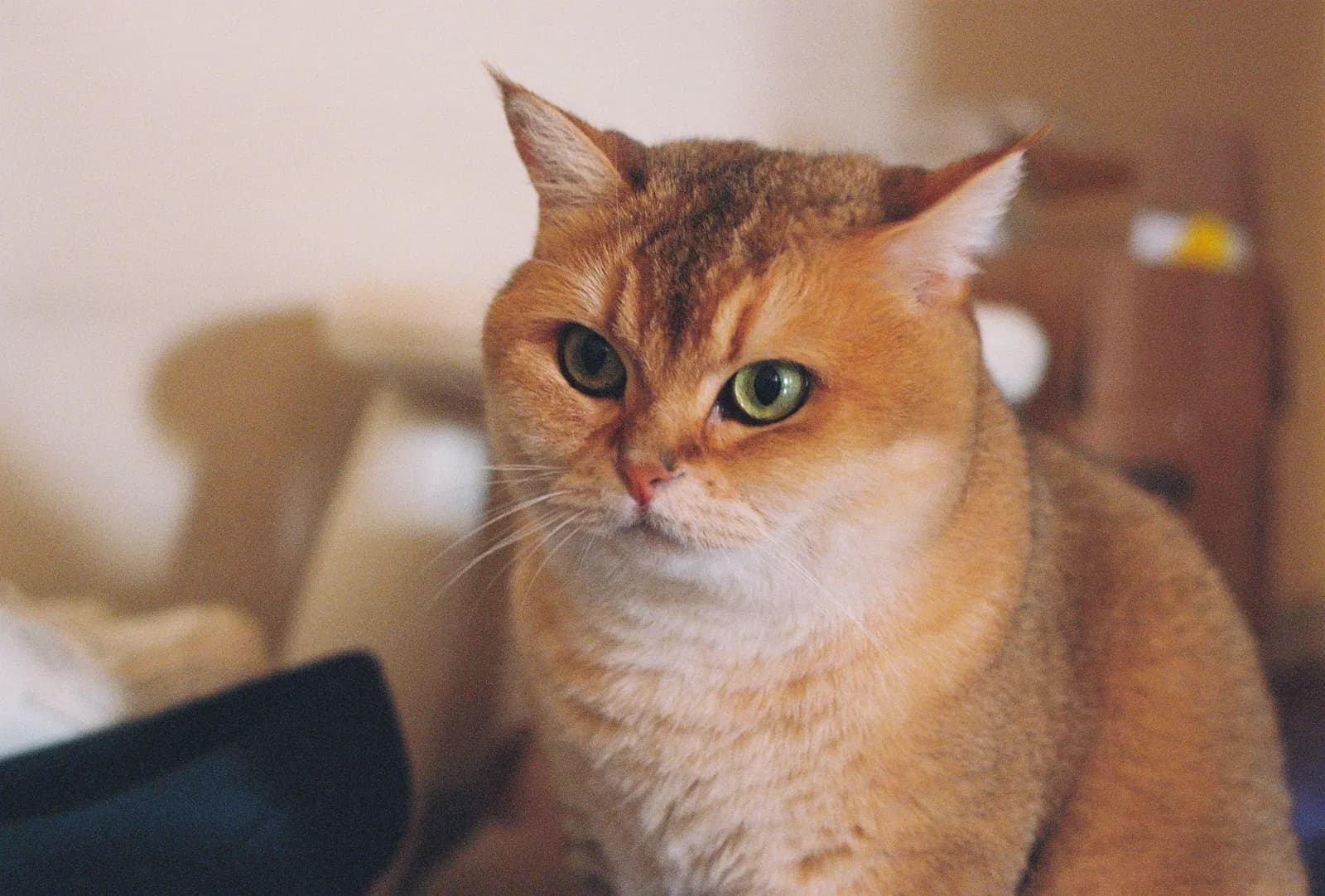 Film photograph shot on Kodak UltraMax 400 with a Canon AE-1 Program by Zigao Wang