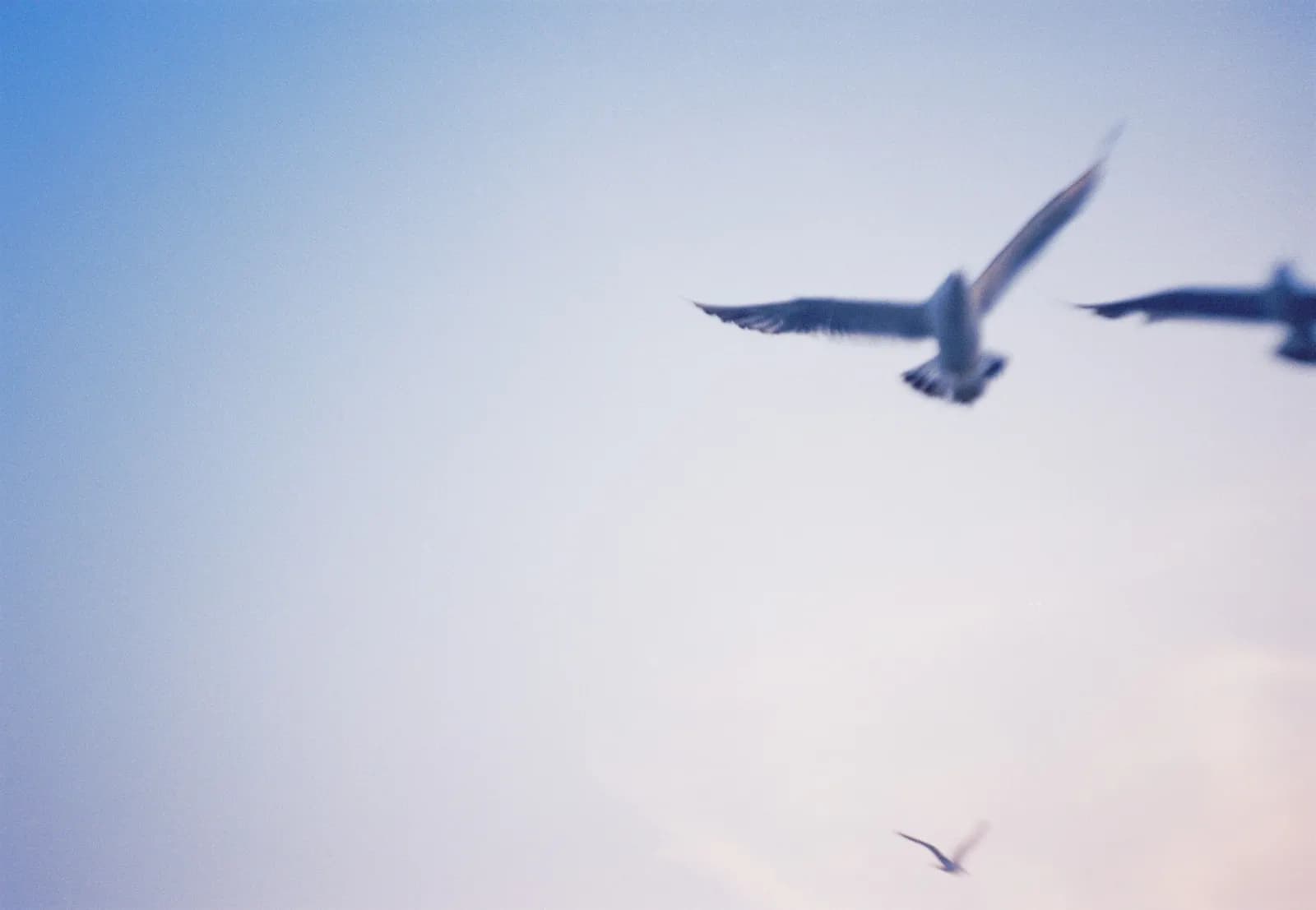 Film photograph shot on Kodak Vision3 250D with an Olympus Mju-I by CJ Liu