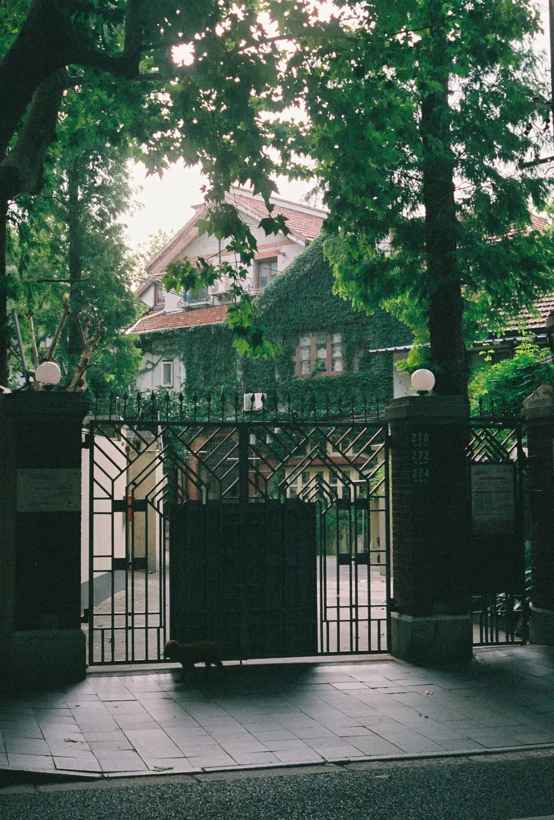 Film photograph shot on Fujifilm Superia Premium 400 with a Canon AE-1 Program by Zigao Wang
