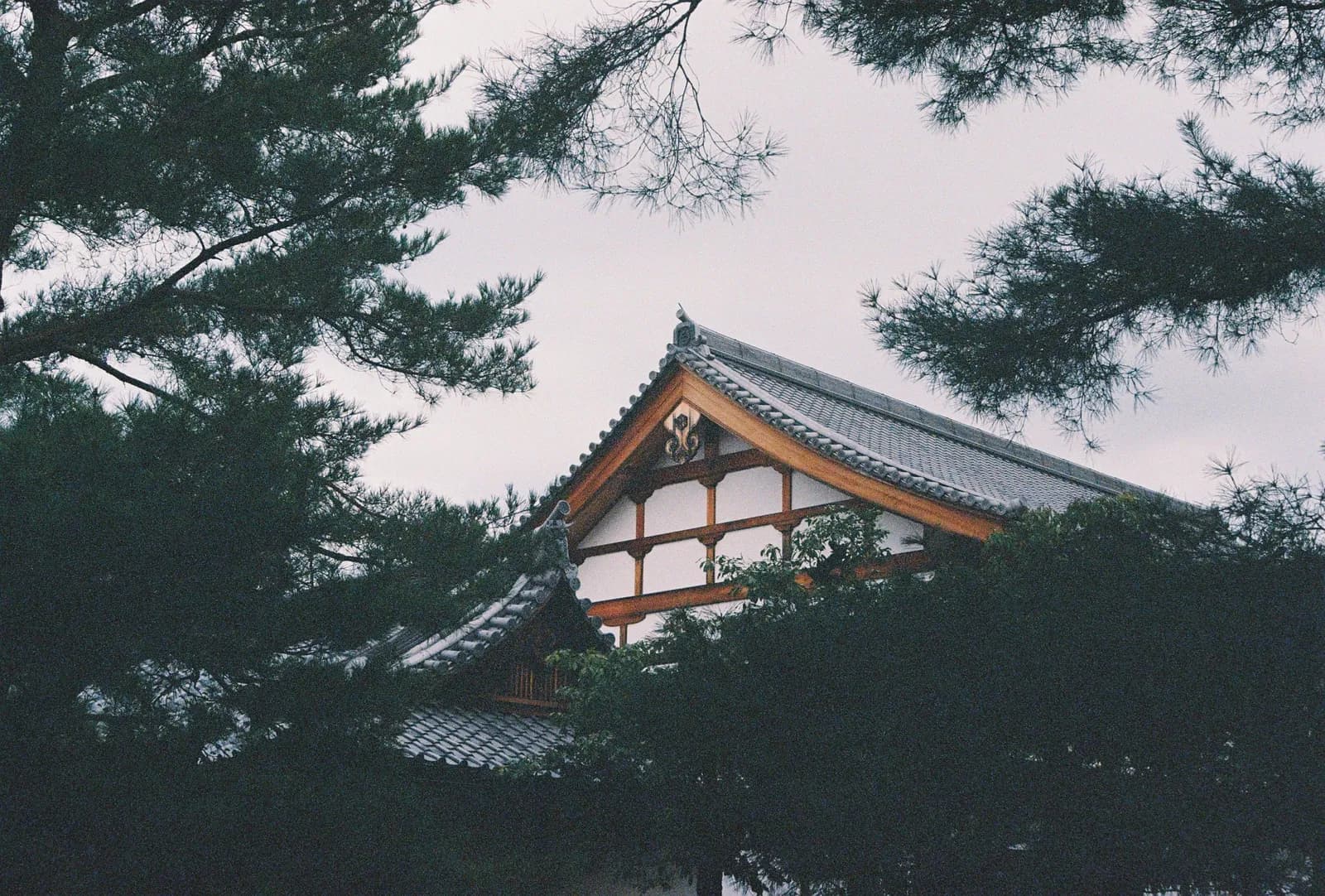 Film photograph shot on Lomography Color Negative 400 with a Canon AE-1 Program by Zigao Wang