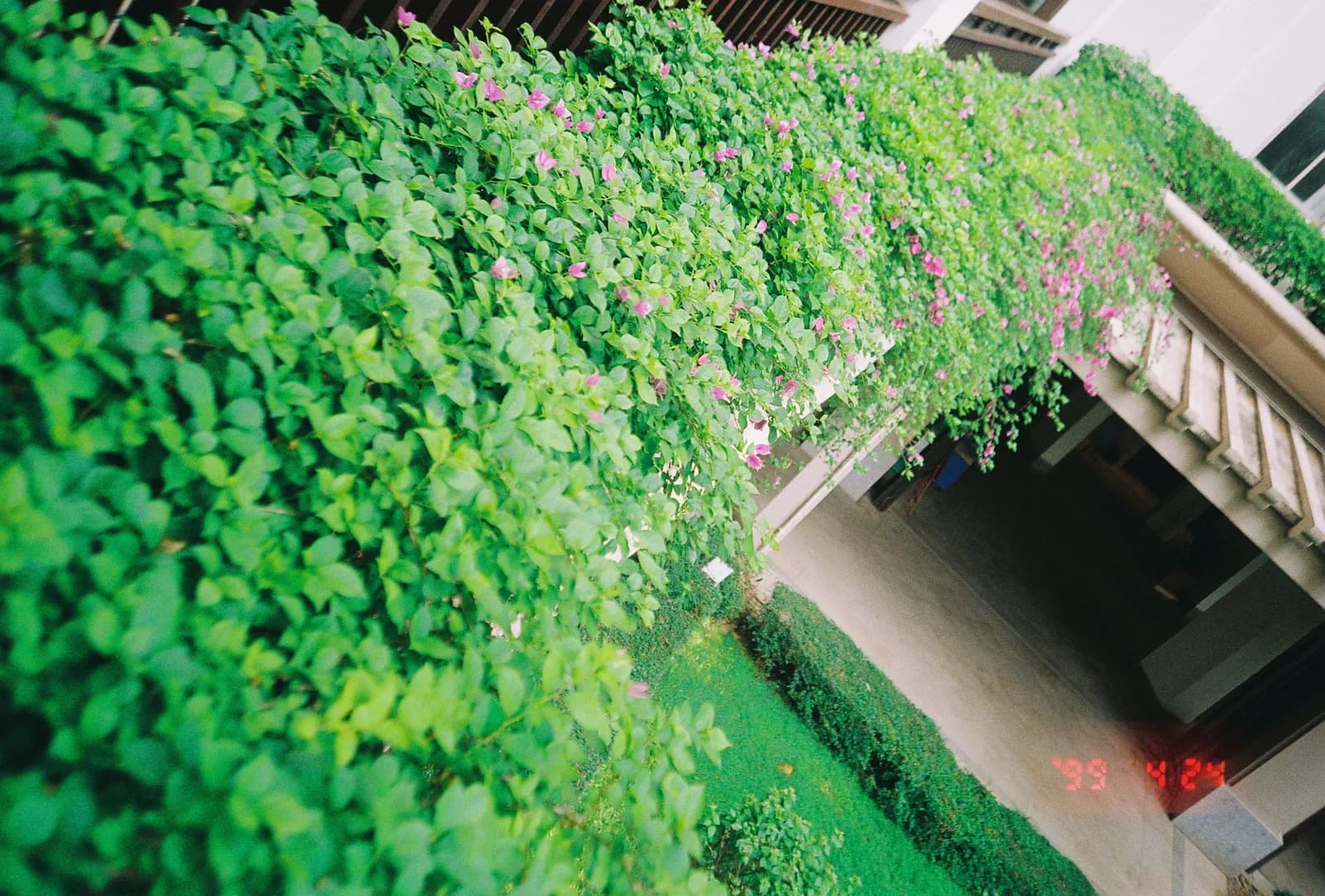 Film photograph shot on Kodak Gold 200 with an Olympus Mju-I by CJ Liu