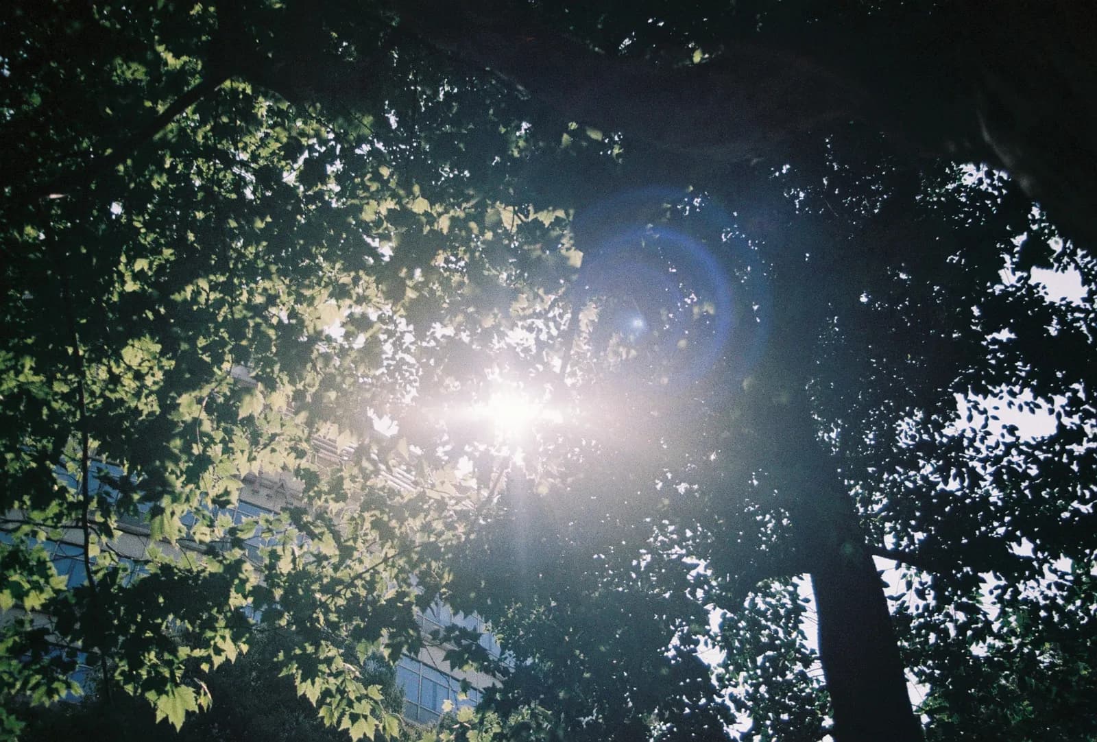 Film photograph shot on LomoChrome Color '92 Sun-Kissed with a Canon AE-1 Program by CJ Liu