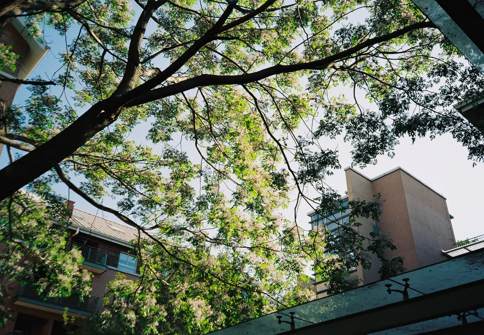 Film photograph shot on Kodak Gold 200 with an Olympus Mju-I by CJ Liu