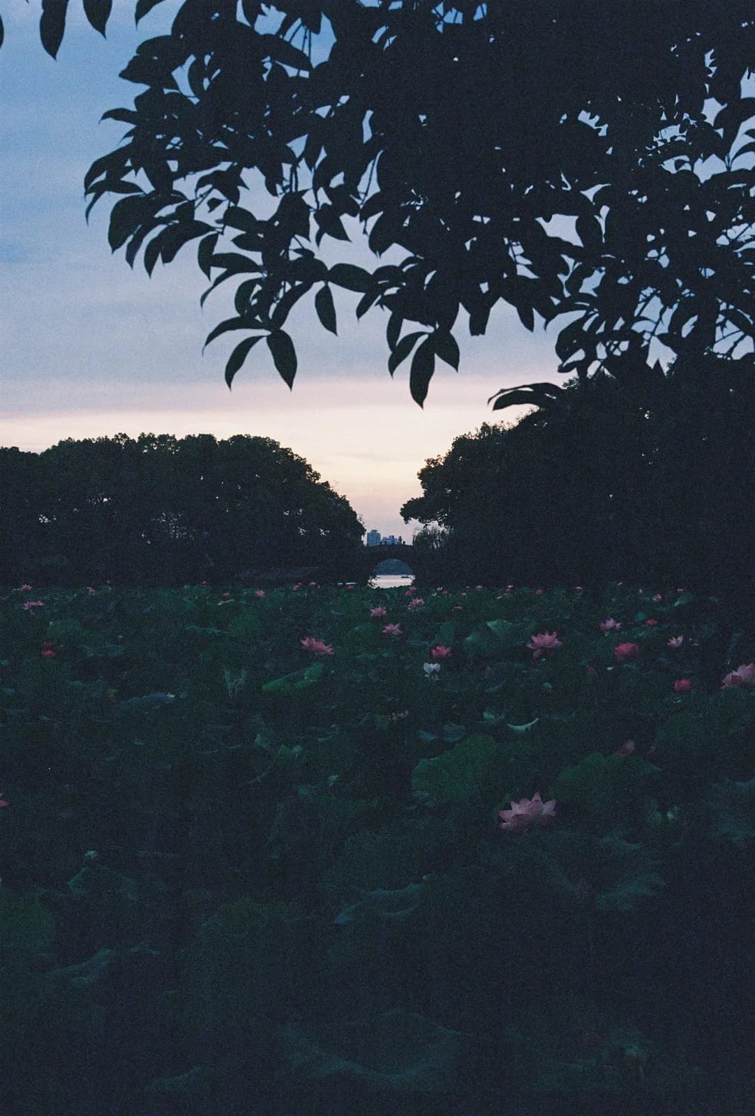 Film photograph shot on Kodak UltraMax 400 with a Canon AE-1 Program by Zigao Wang