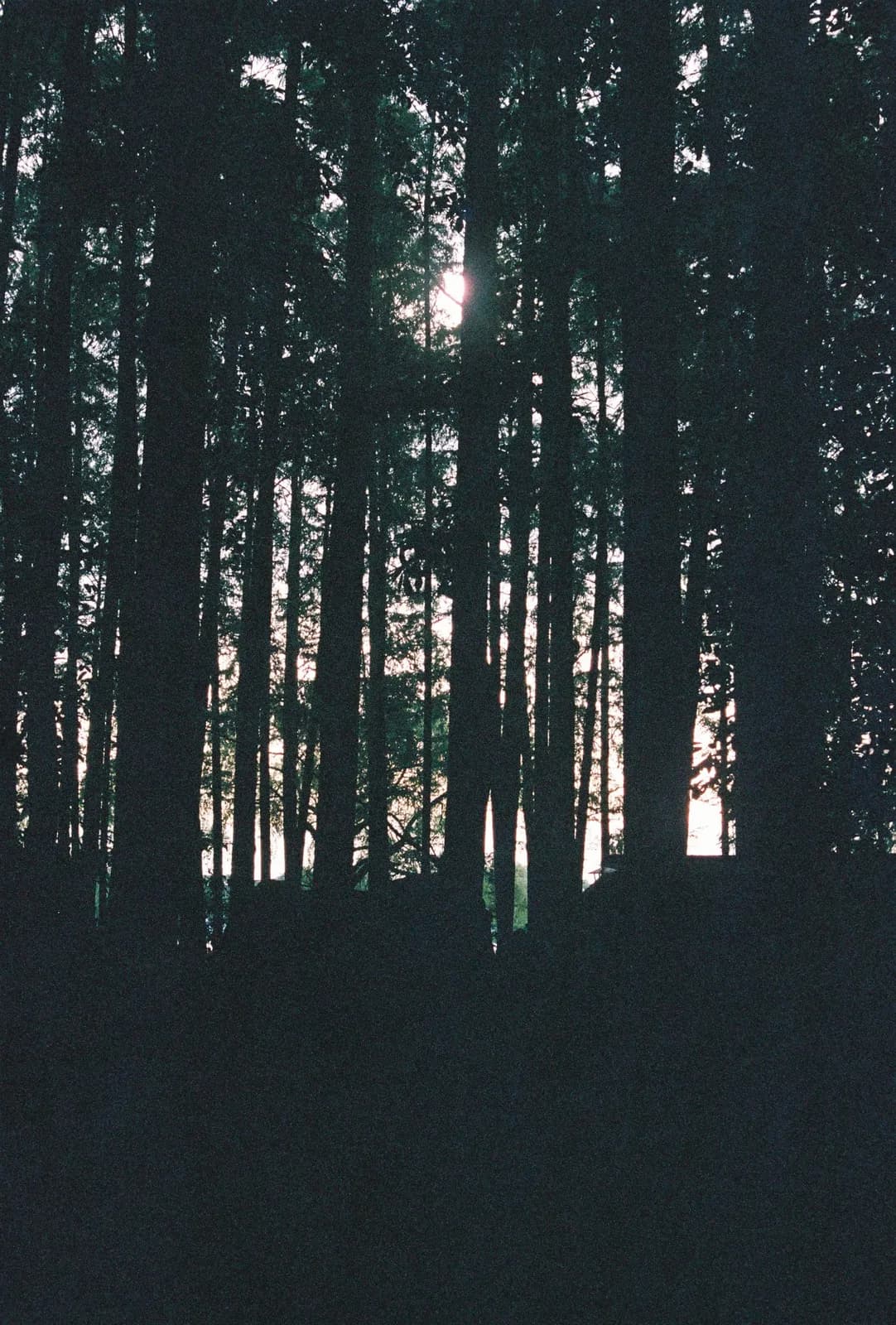 Film photograph shot on Fujifilm Superia Premium 400 with a Canon AE-1 Program by Zigao Wang