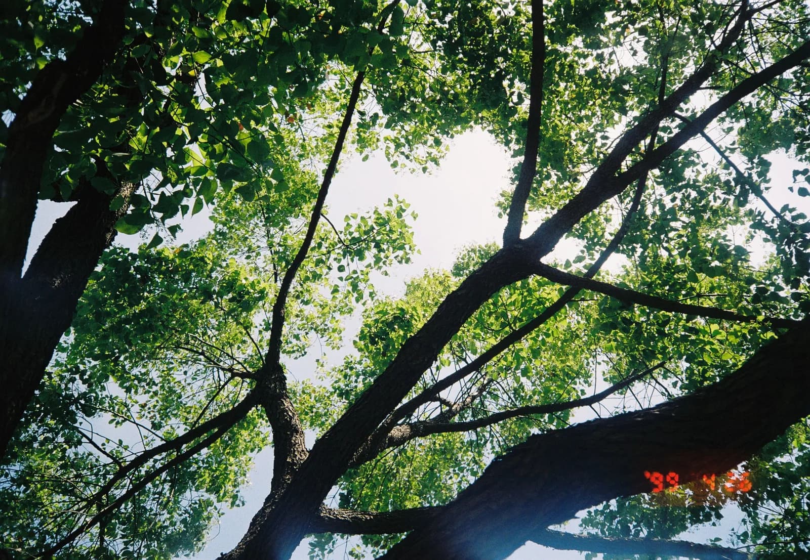 Film photograph shot on Kodak Gold 200 with an Olympus Mju-I by CJ Liu