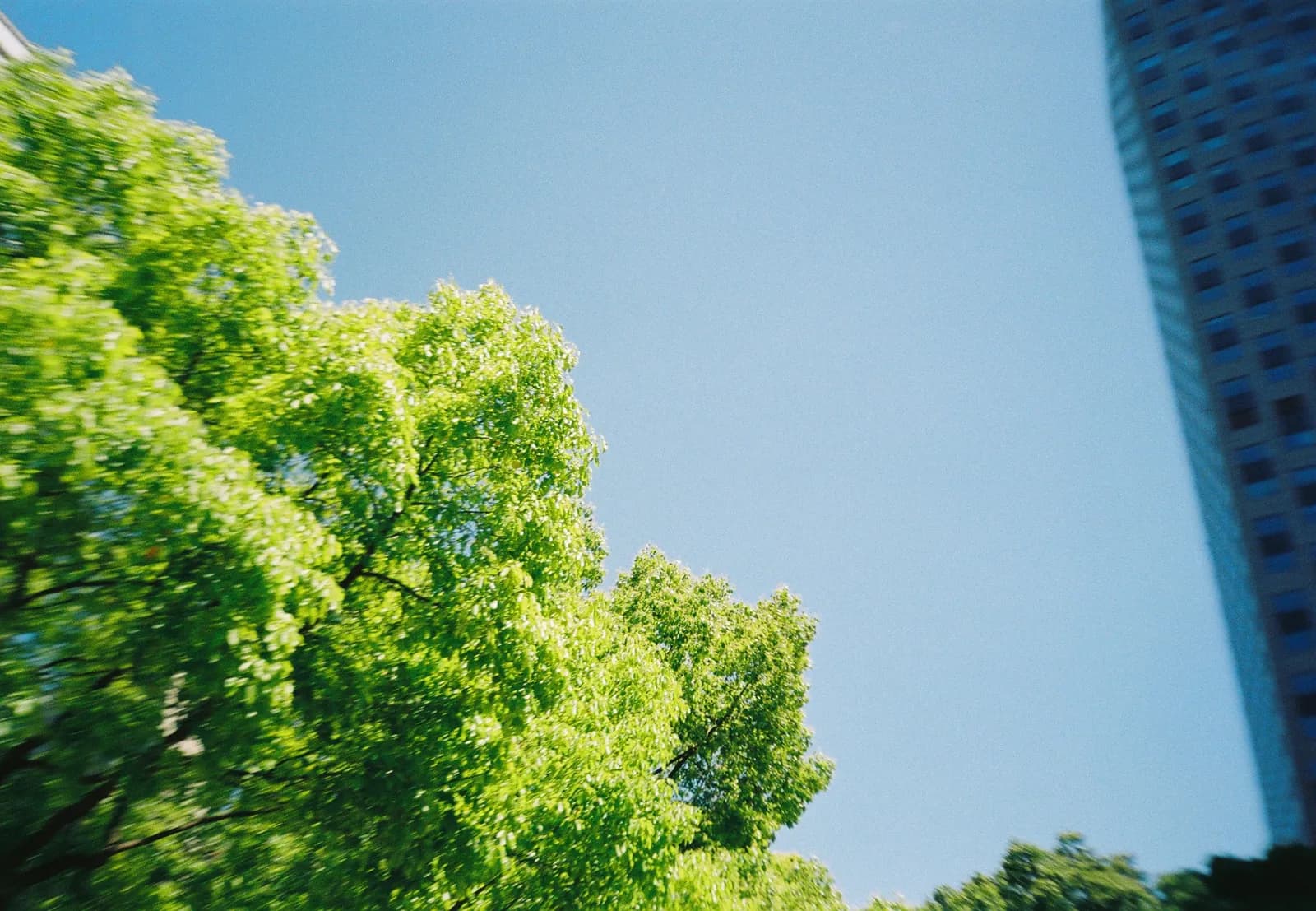 Film photograph shot on Kodak Gold 200 with an Olympus Mju-I by CJ Liu