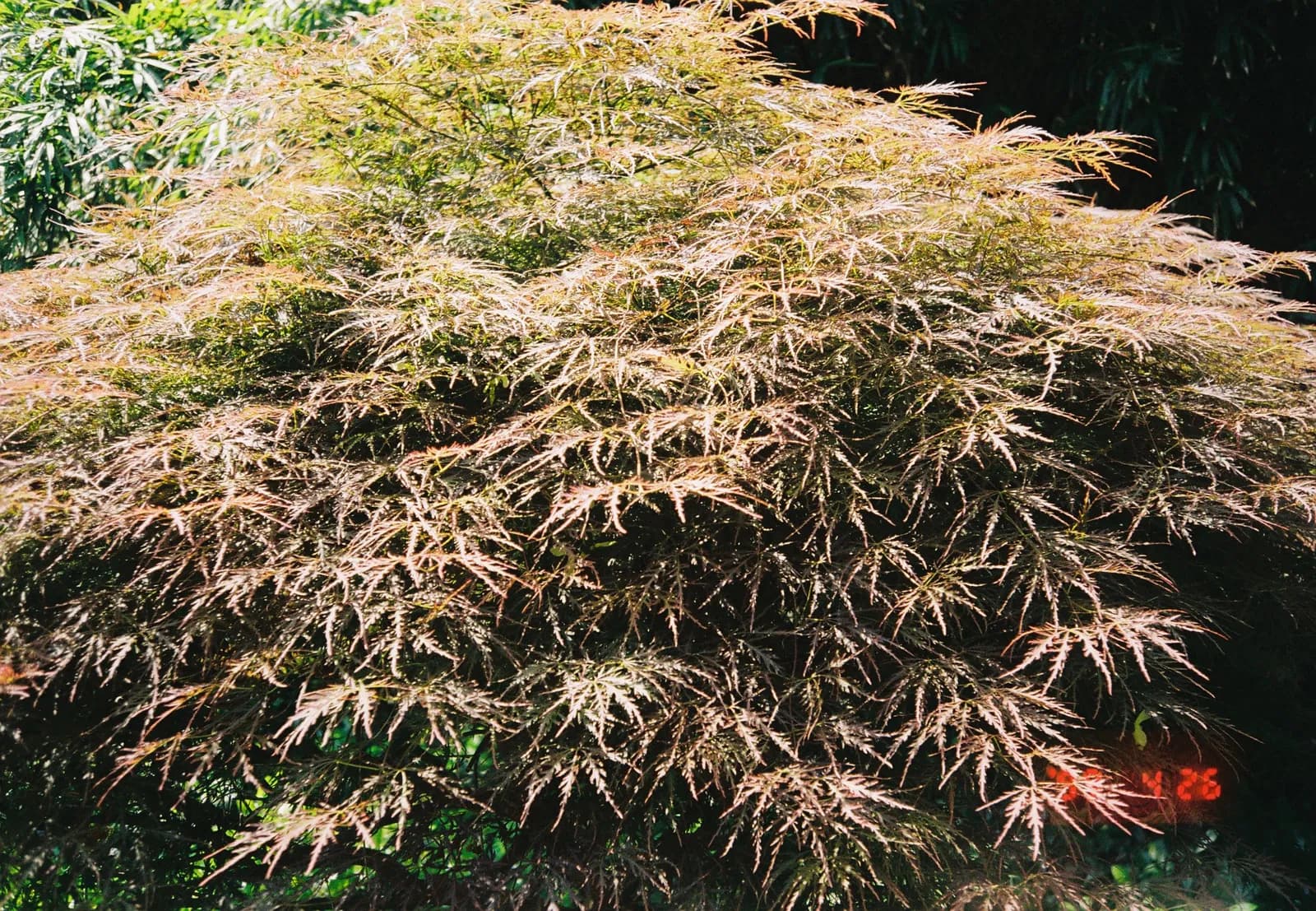 Film photograph shot on Kodak Gold 200 with an Olympus Mju-I by CJ Liu