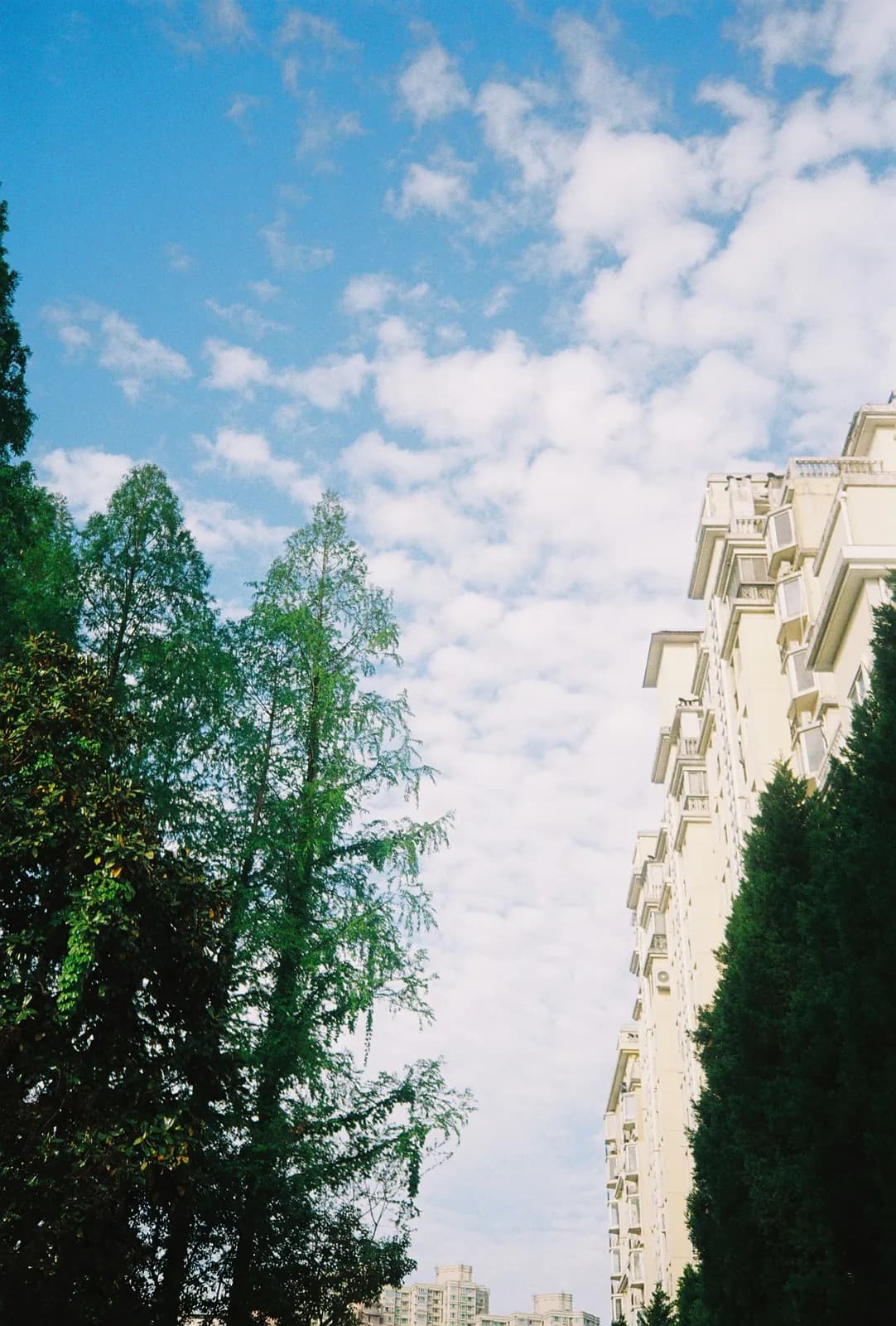 Film photograph shot on Kodak Gold 200 with an Olympus Mju-I by CJ Liu