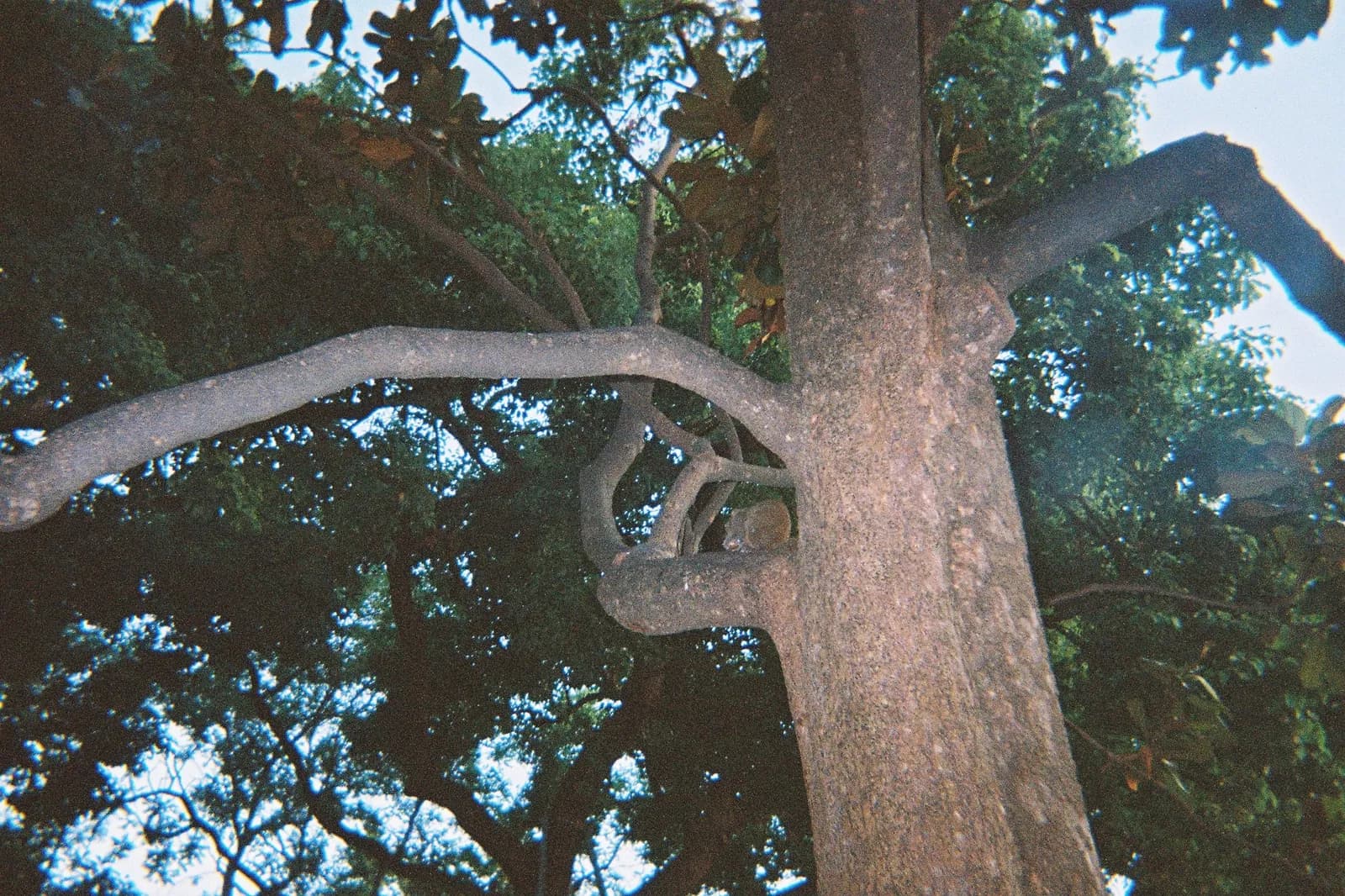 Film photograph shot on Kodak Gold 800 with a Kodak FunSaver by Max Du