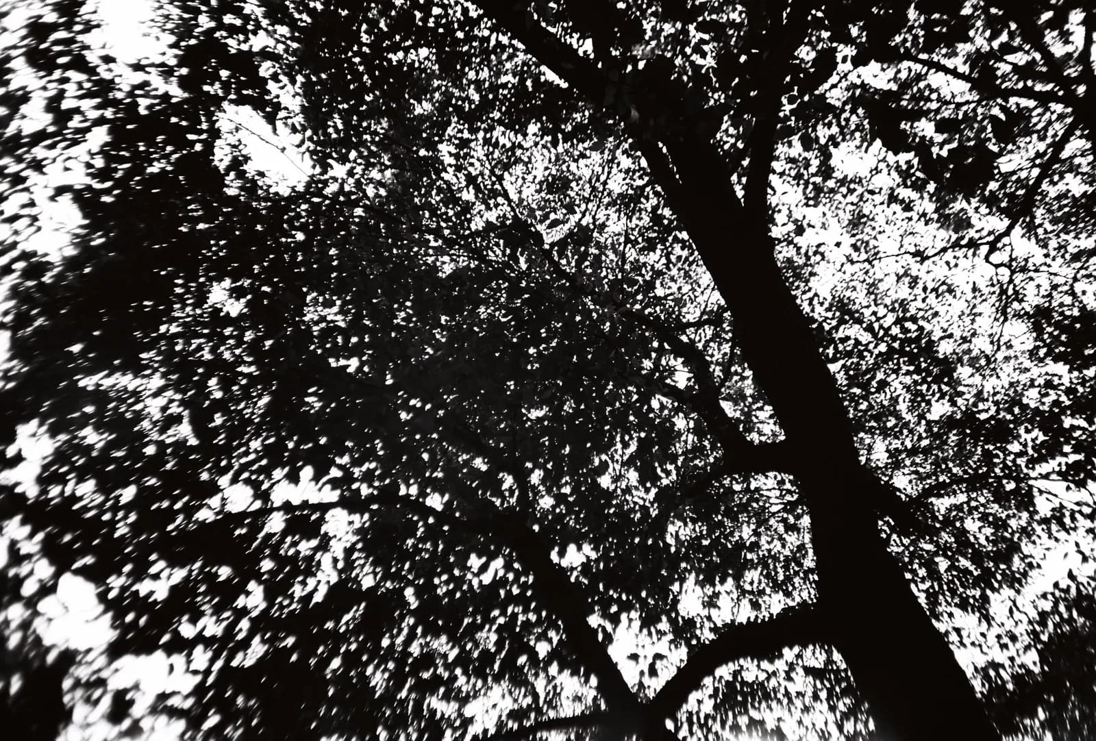 Film photograph shot on Ferrania P30 with an Olympus Mju-I by CJ Liu