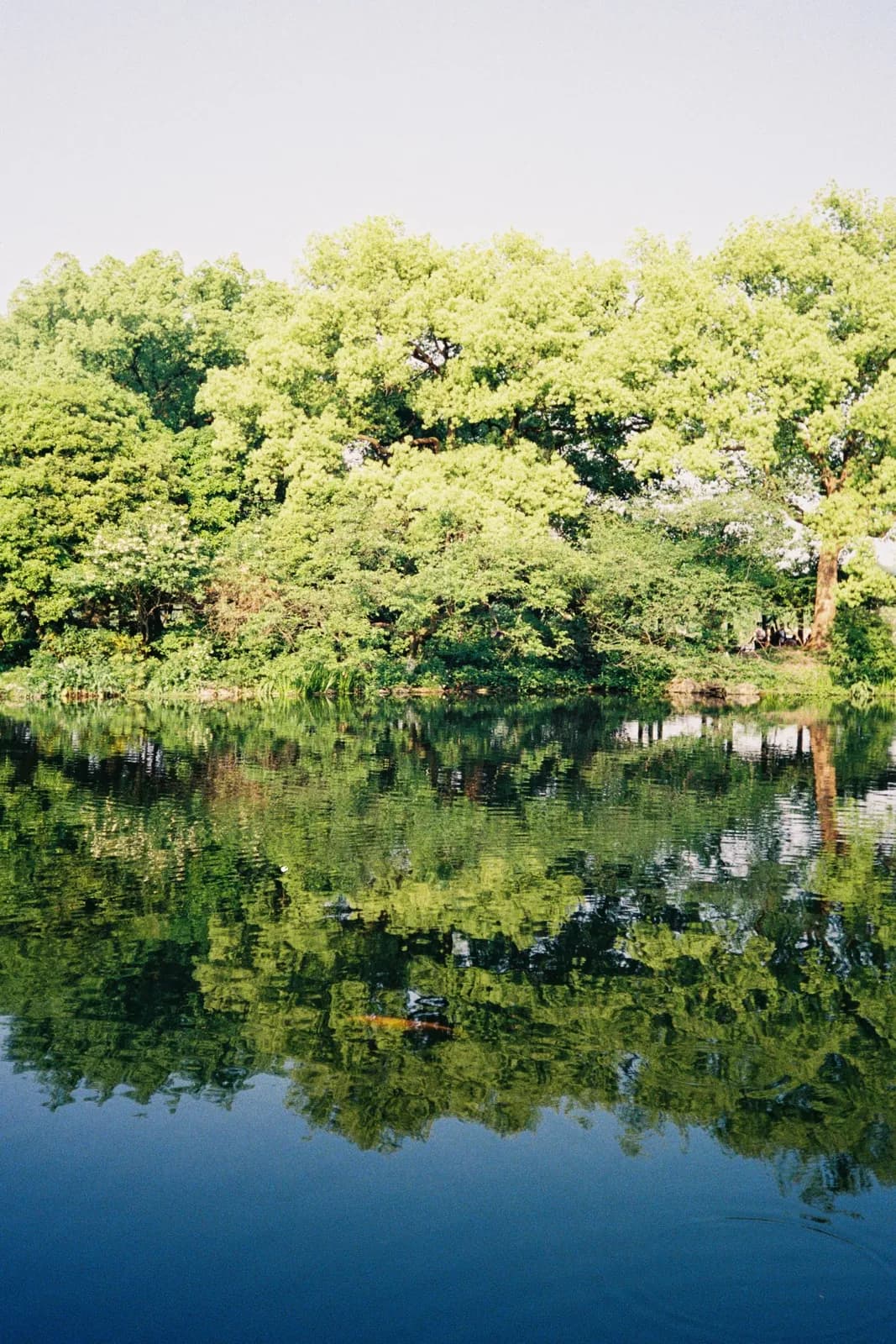 Film photograph shot on Kodak UltraMax 400 with a Canon Autoboy FXL by Febe Mo