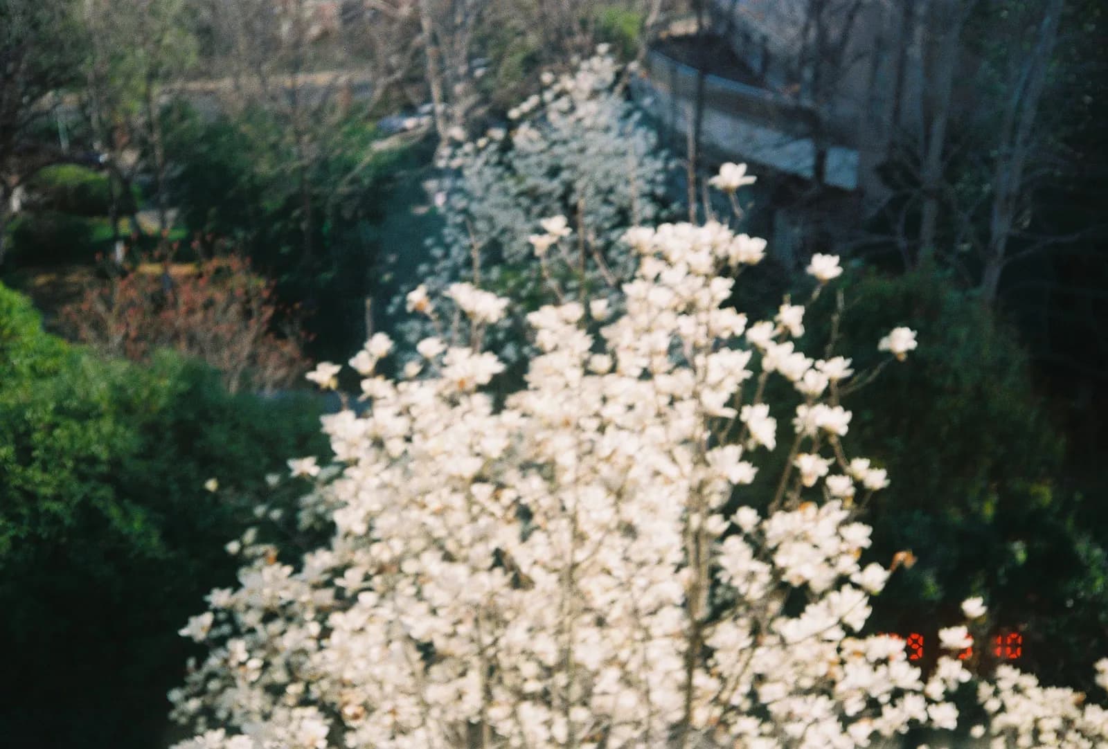 Film photograph
