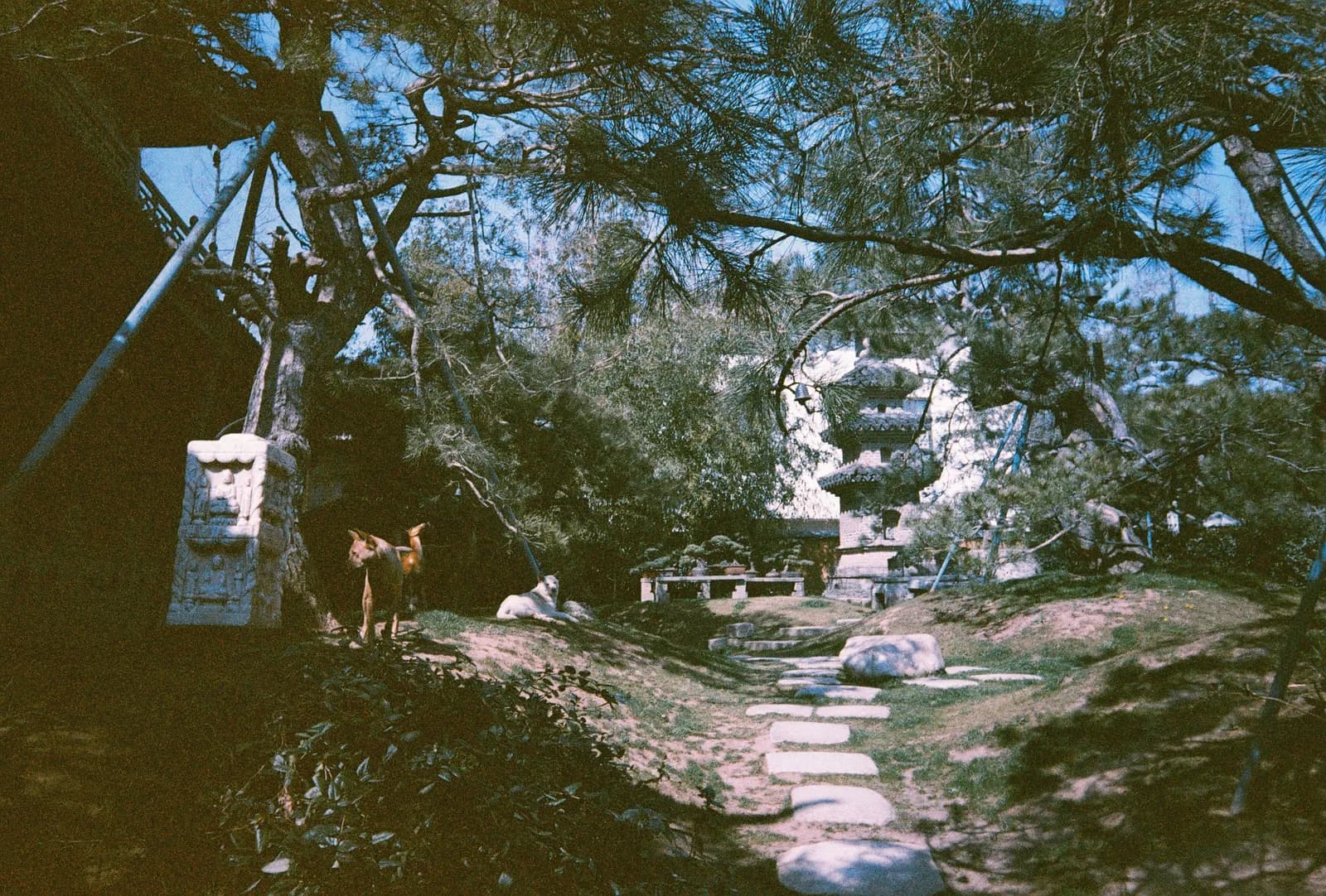 Film photograph shot on Orwo Wolfen NC400 with a Kodak Snapic A1 by Zigao Wang