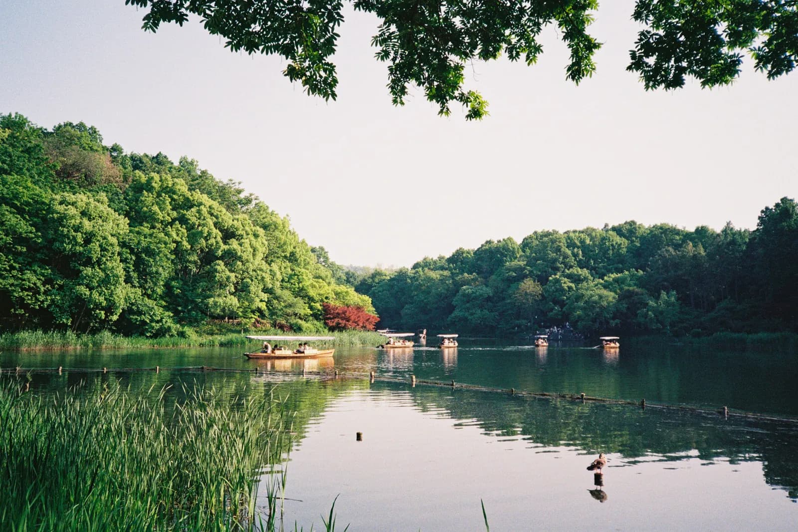 Film photograph shot on Kodak UltraMax 400 with a Canon Autoboy FXL by Febe Mo