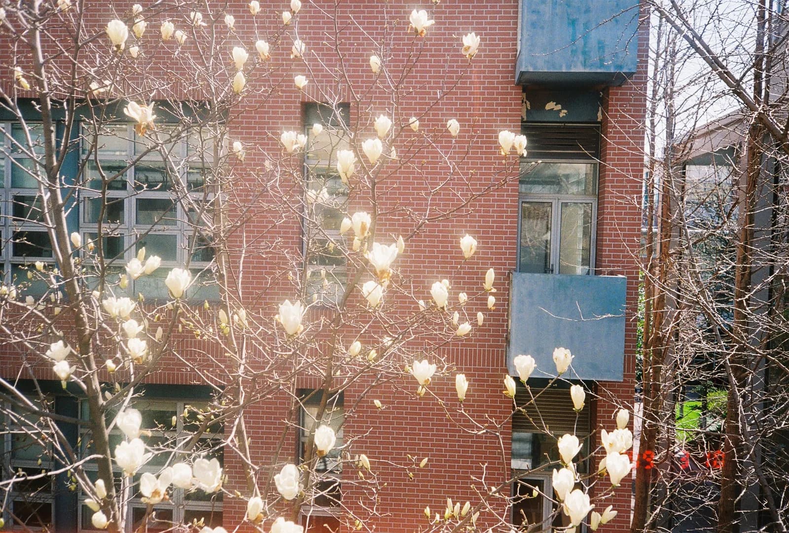 Film photograph