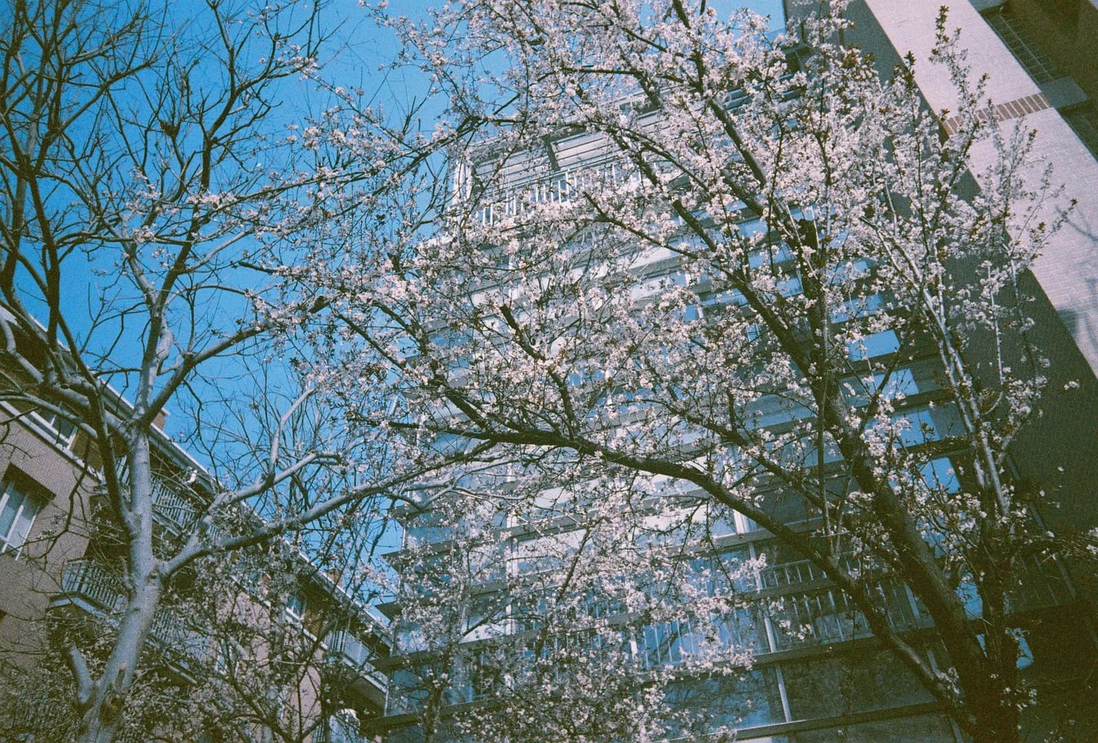 Film photograph shot on Orwo Wolfen NC400 with a Kodak Snapic A1 by Zigao Wang
