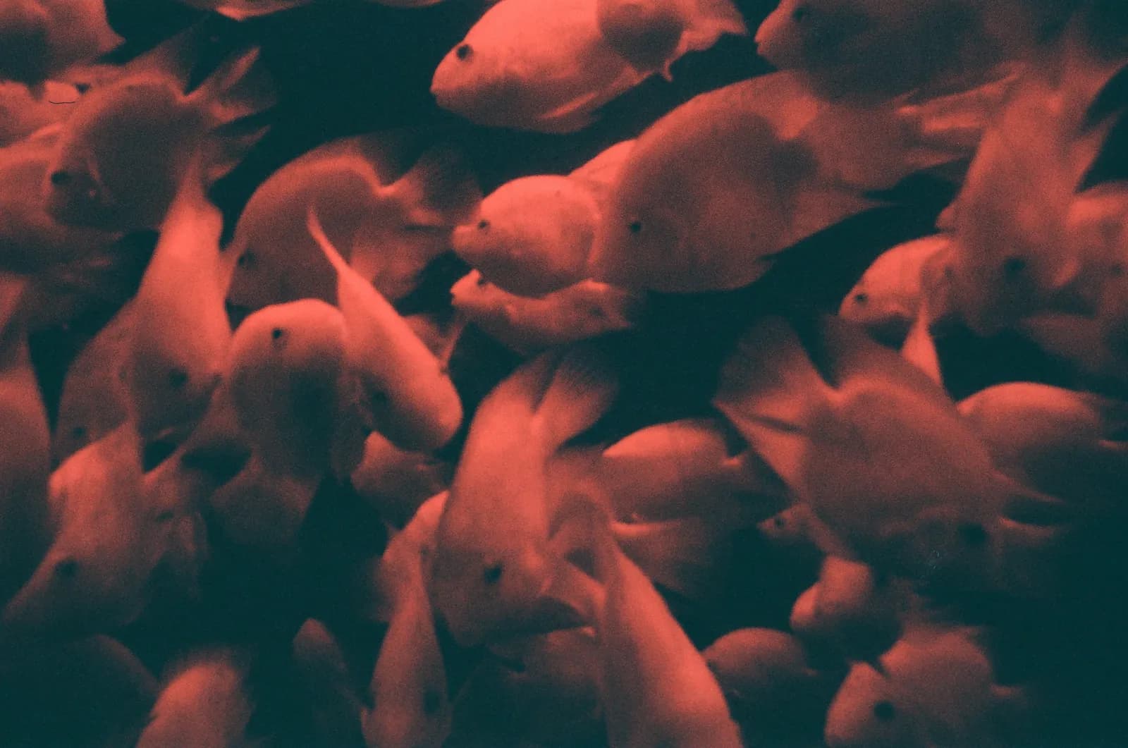 Film photograph shot on Kodak Gold 200 with a Kodak KB20 by leo