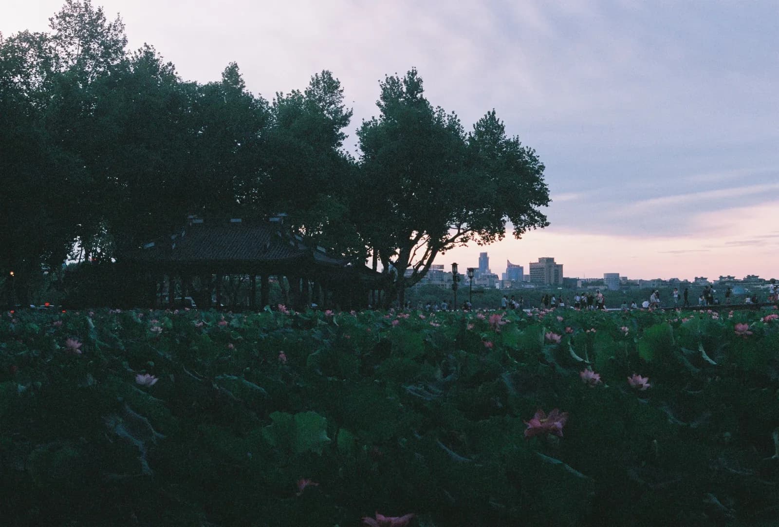 Film photograph shot on Fujifilm Superia Premium 400 with a Canon AE-1 Program by Zigao Wang