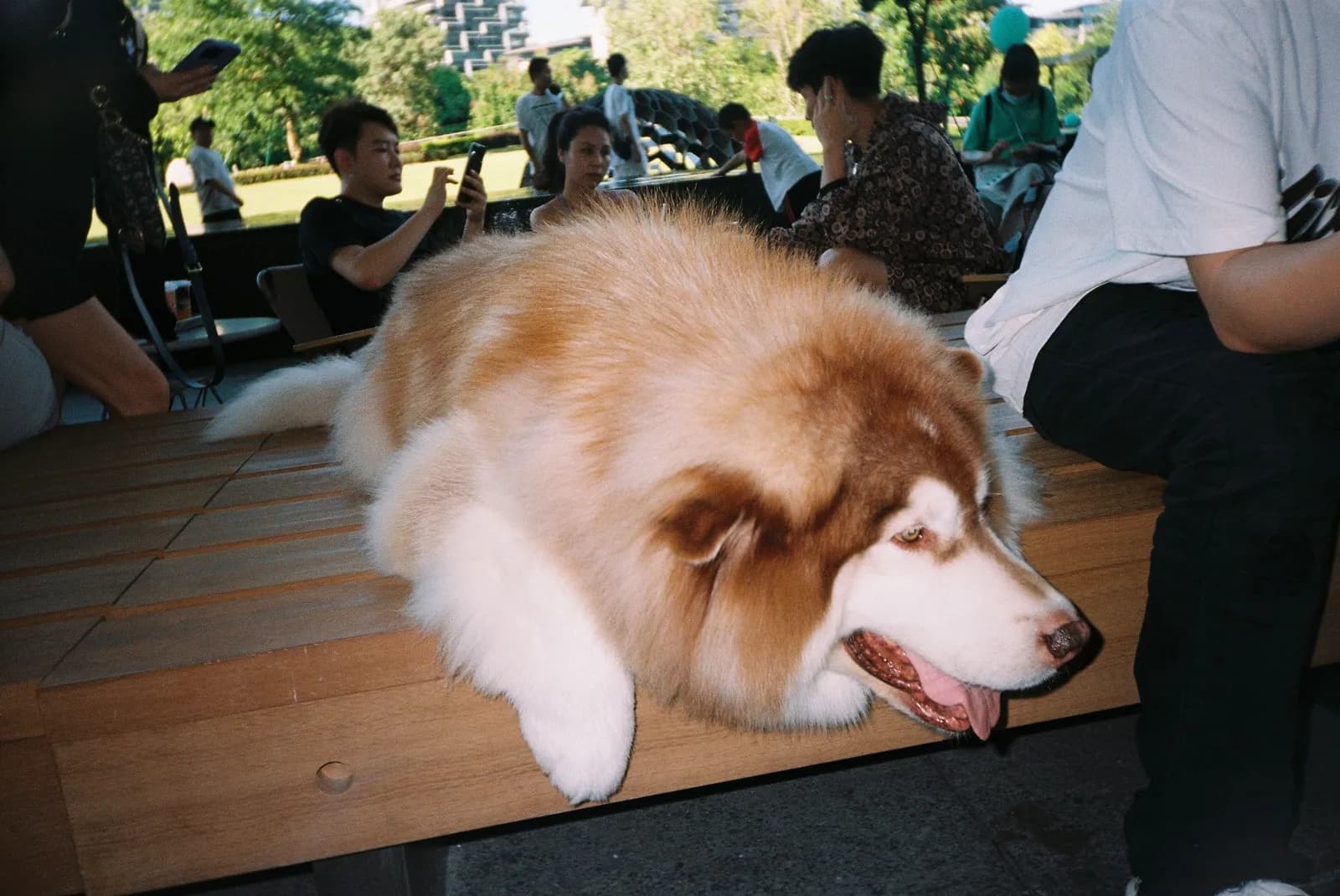 Film photograph shot on Kodak Gold 200 with a Konica K-mini by Barry Shawn