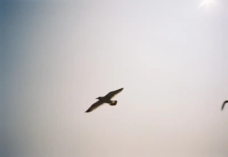 Film photograph shot on Kodak Vision3 250D with an Olympus Mju-I by CJ Liu