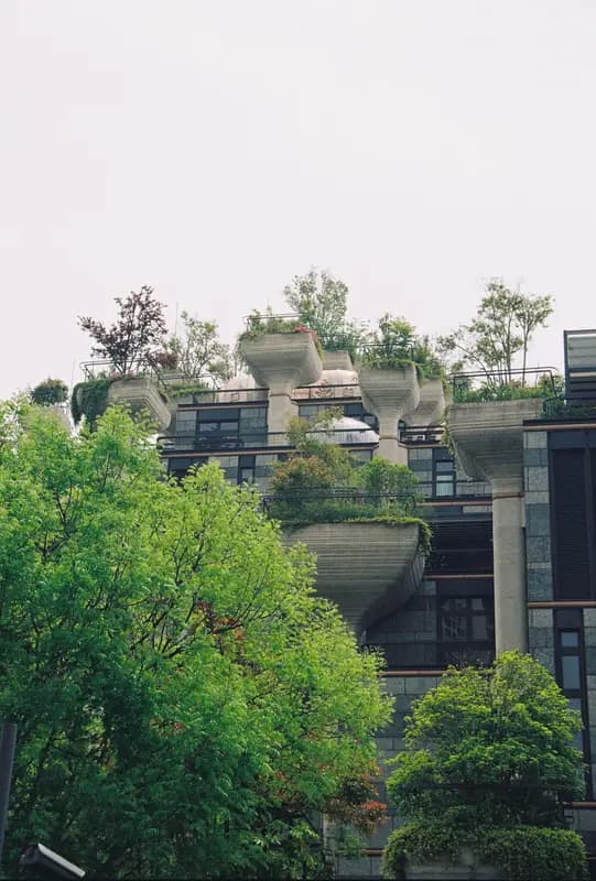 Film photograph shot on Kodak ColorPlus 200 with a Canon AE-1 Program by CJ Liu