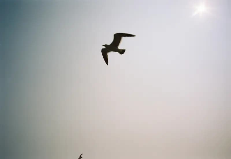 Film photograph shot on Kodak Vision3 250D with an Olympus Mju-I by CJ Liu