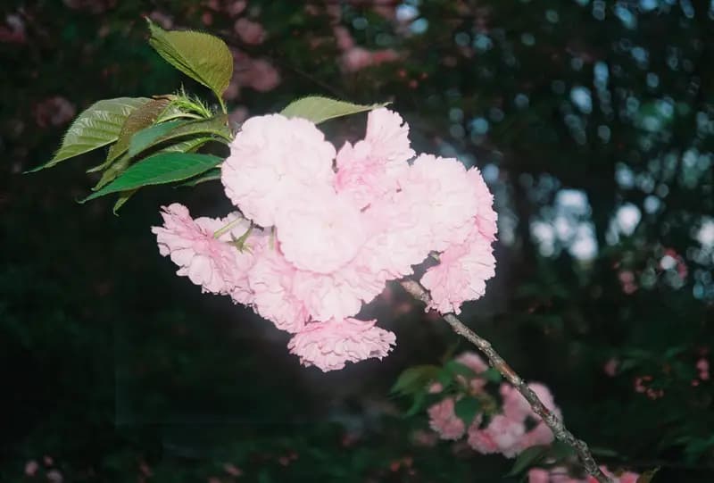 Film photograph shot on Kodak Gold 200 with an Olympus Mju-I by CJ Liu