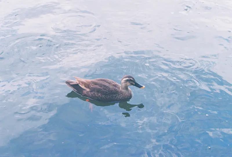 Film photograph shot on Kodak UltraMax 400 with a Canon AE-1 Program by Zigao Wang