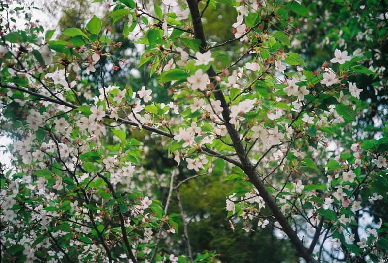 Film photograph shot on Kodak Gold 200 with an Olympus Mju-I by CJ Liu
