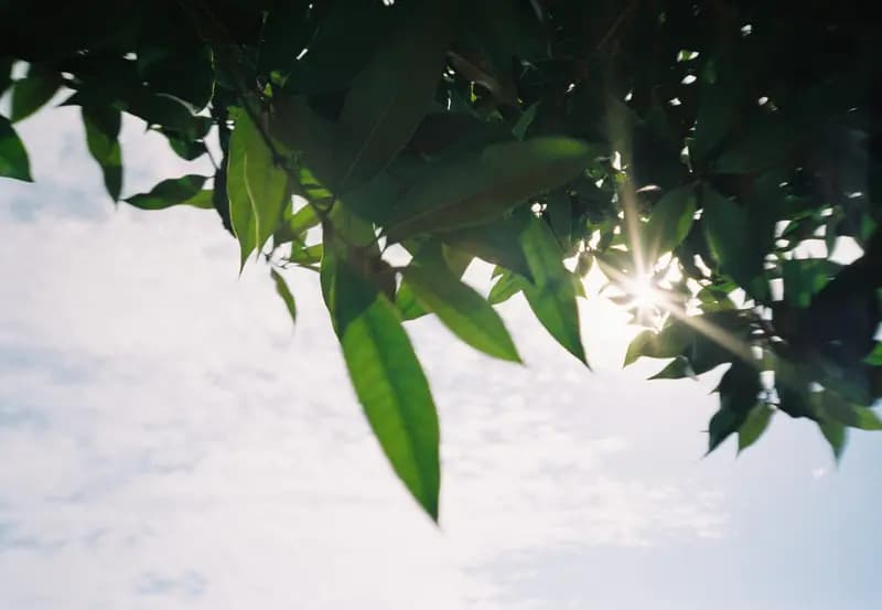 Film photograph shot on Kodak Gold 200 with an Olympus Mju-I by CJ Liu
