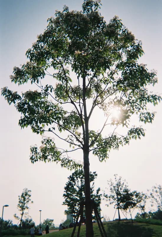 Film photograph by Selina Xu