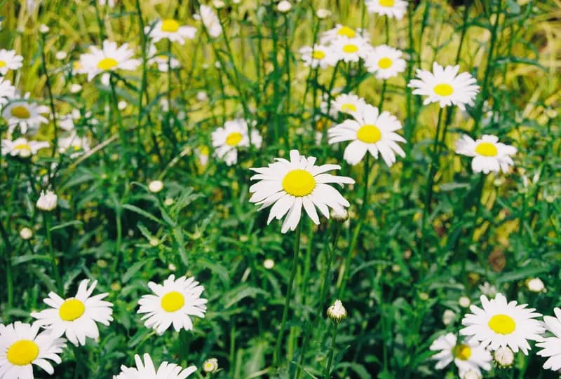 Sample photo shot on Kodak ColorPlus 200