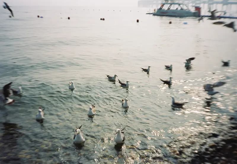 Film photograph shot on Kodak Vision3 250D with an Olympus Mju-I by CJ Liu