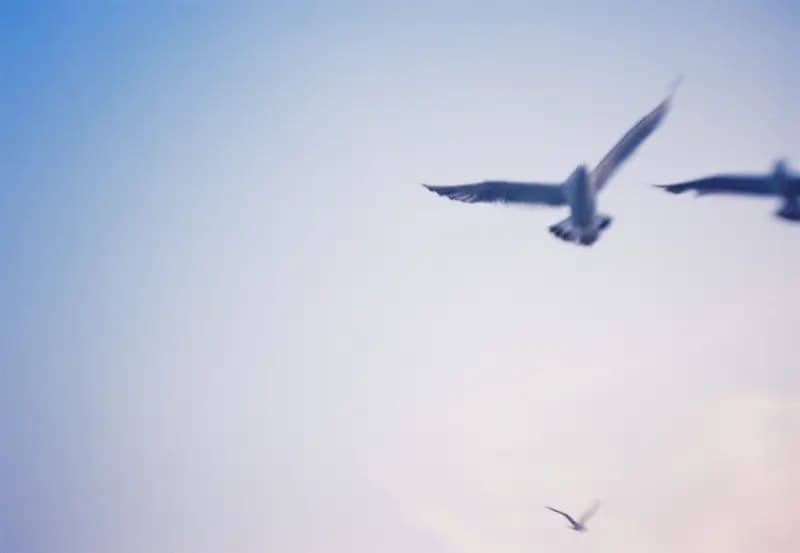 Film photograph shot on Kodak Vision3 250D with an Olympus Mju-I by CJ Liu